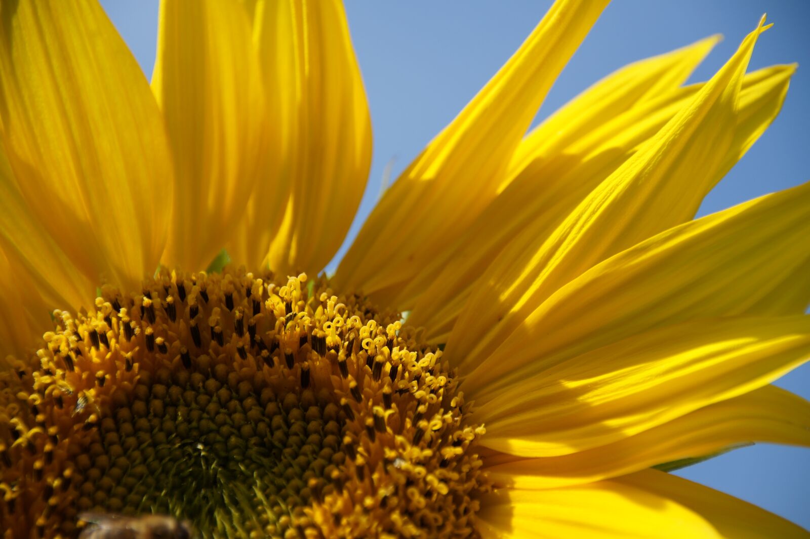 Sony SLT-A58 sample photo. Sunflower, summer, blossom photography