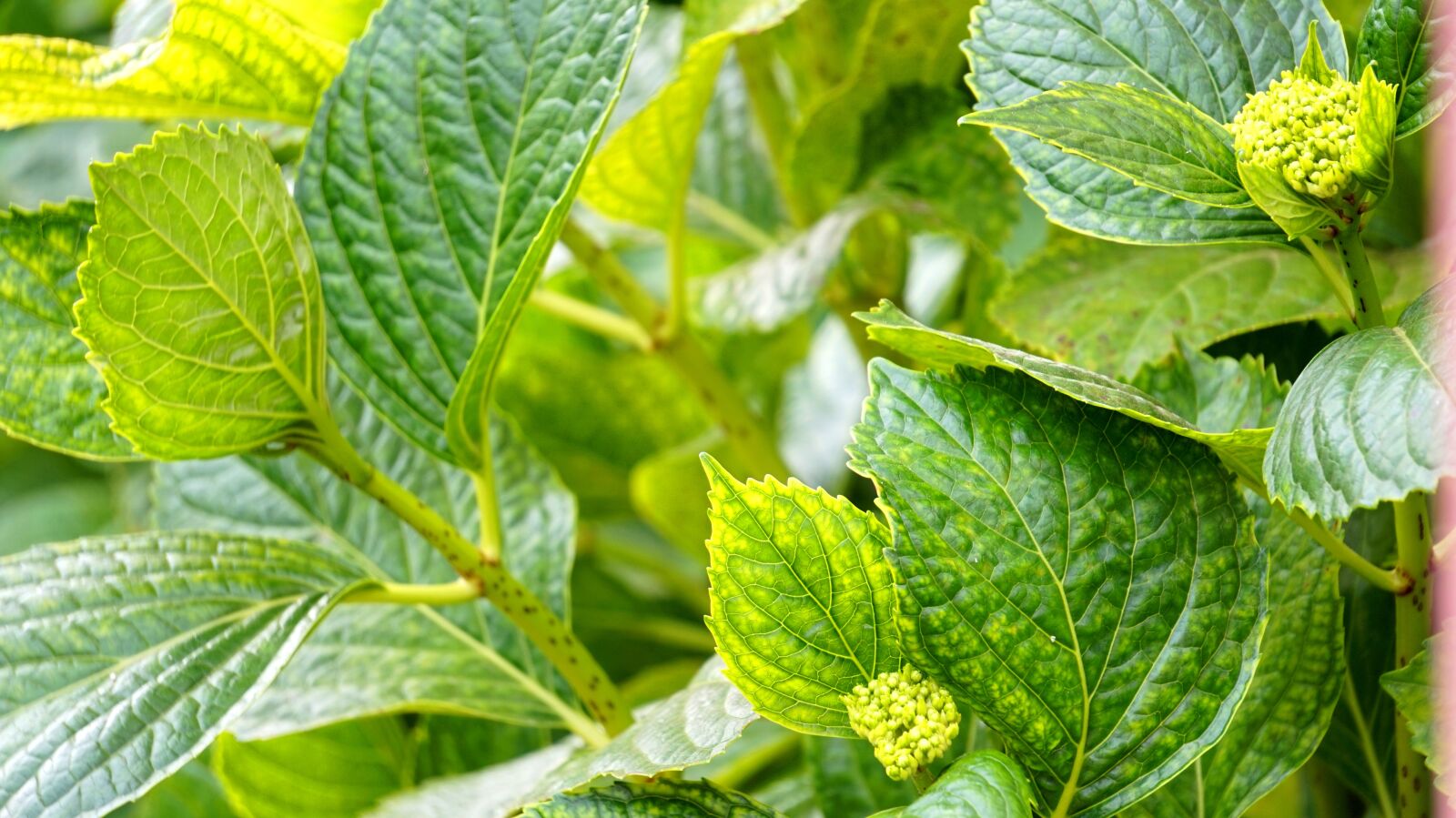 Sony Alpha a5000 (ILCE 5000) + Sony E 55-210mm F4.5-6.3 OSS sample photo. Plants, green, nature photography