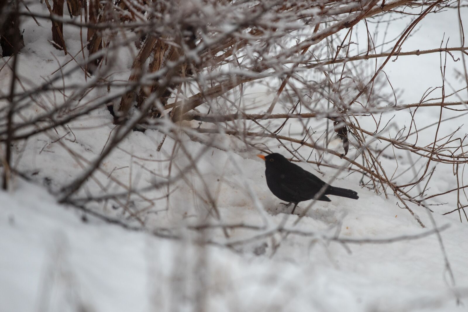 Canon EOS 6D Mark II sample photo. Blackbird, snow, bird photography