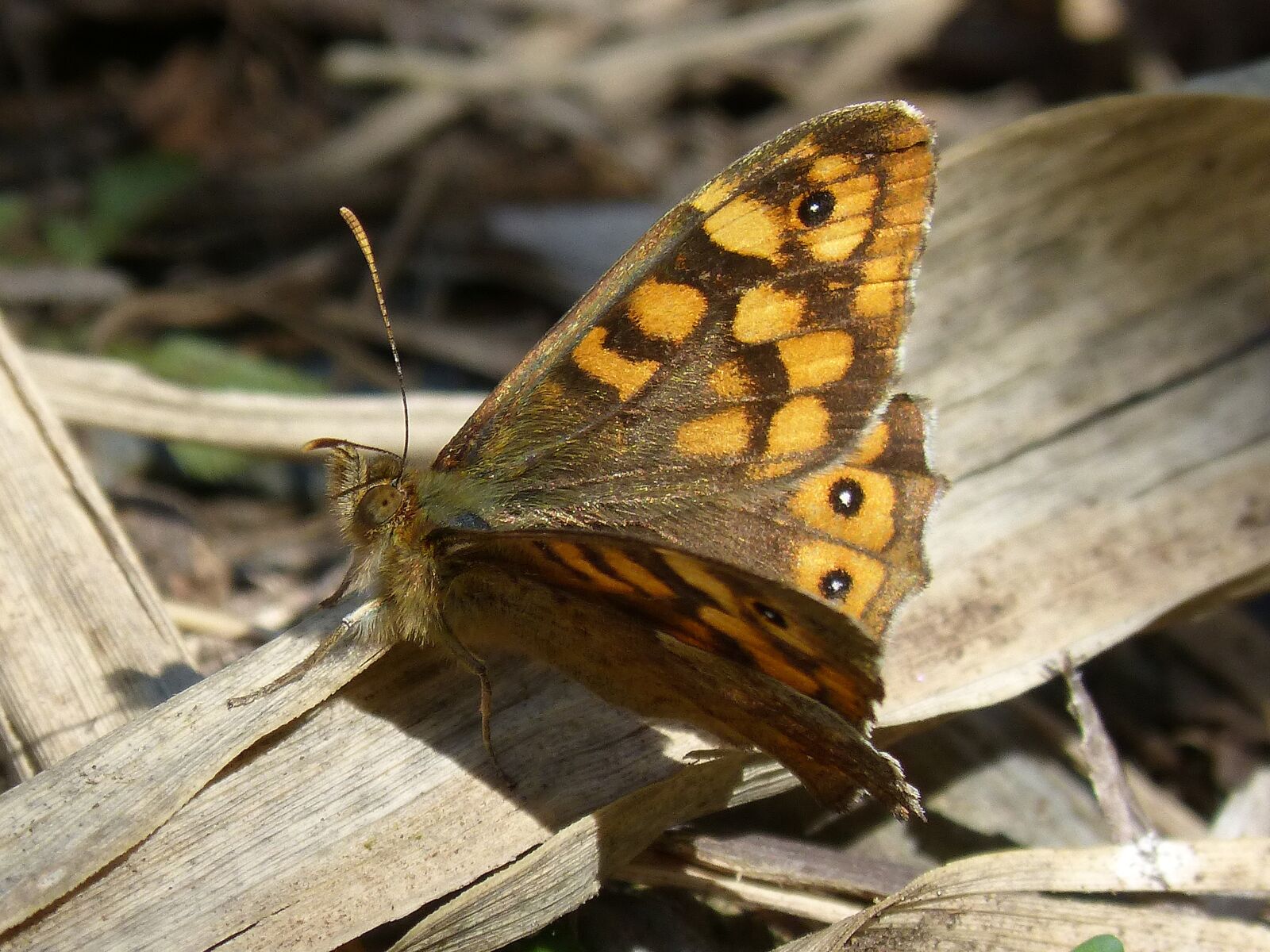 Panasonic DMC-FZ62 sample photo. Butterfly, backlight, saltacercas photography