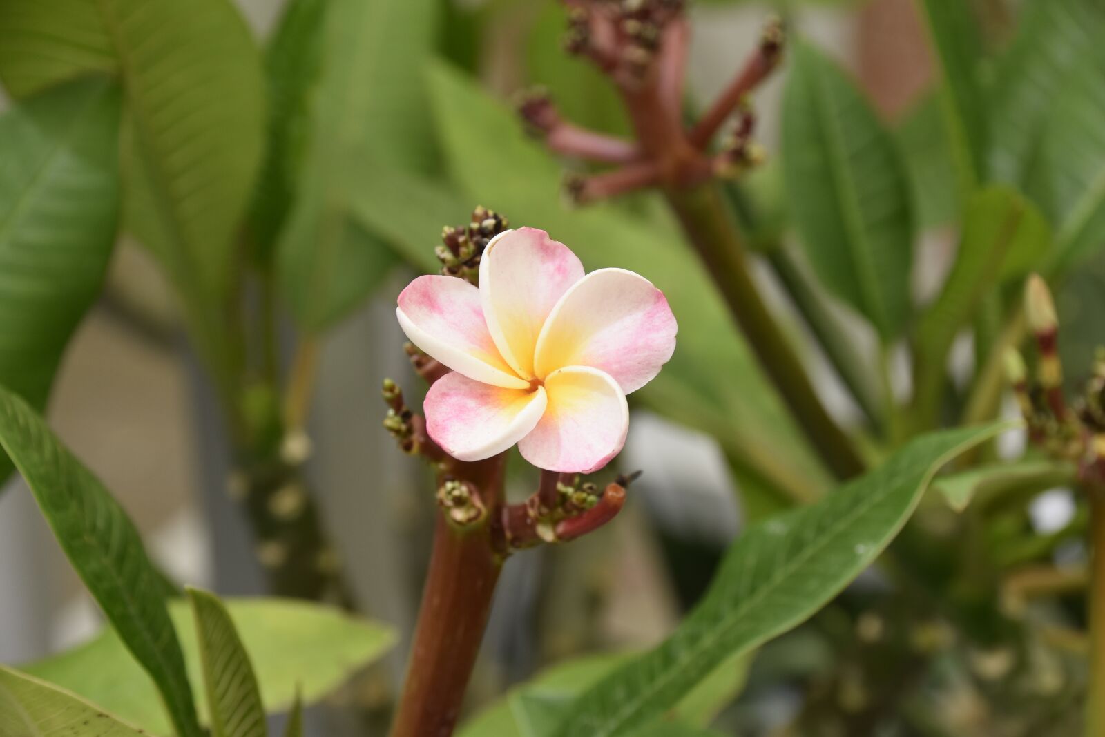 Nikon D5600 sample photo. Flower, pomelia divine, green photography