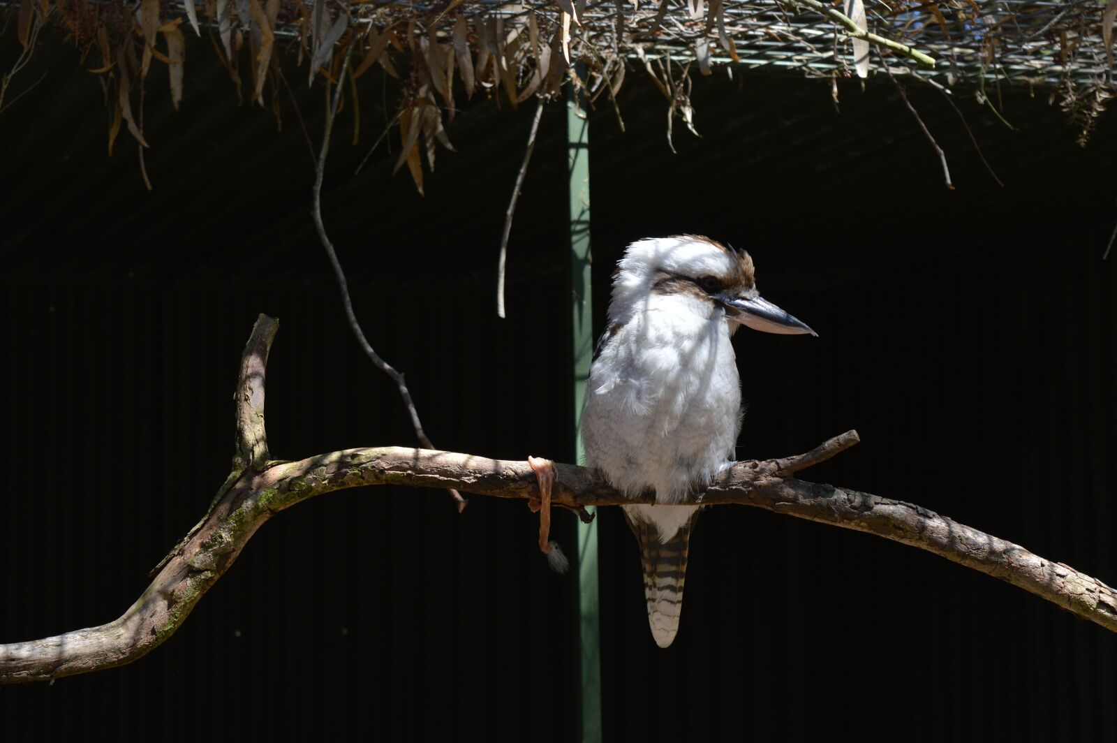 Nikon D3200 sample photo. Bird, australia, zoo photography