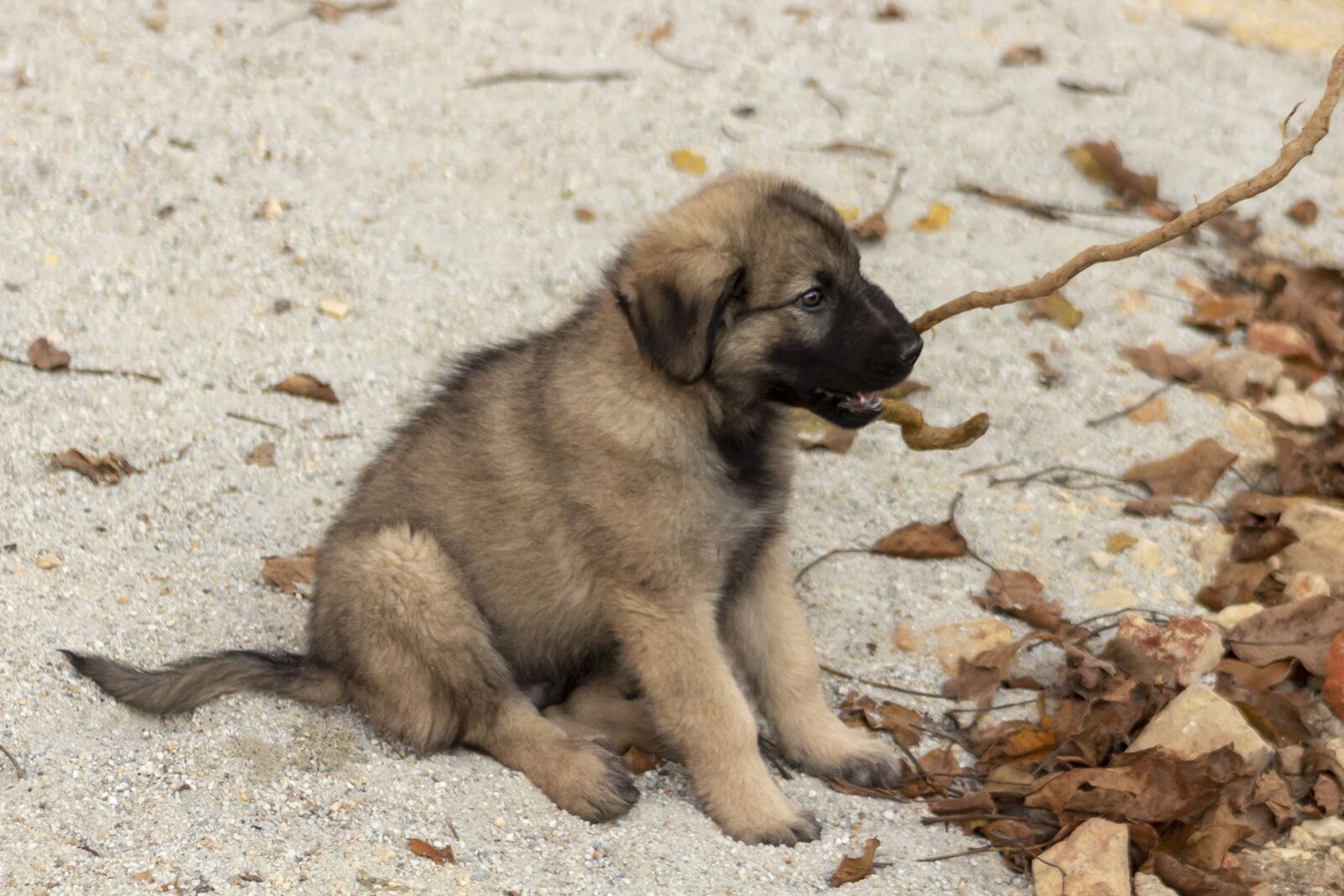 Canon EF75-300mm f/4-5.6 sample photo. Shepherd dog, dog, pets photography