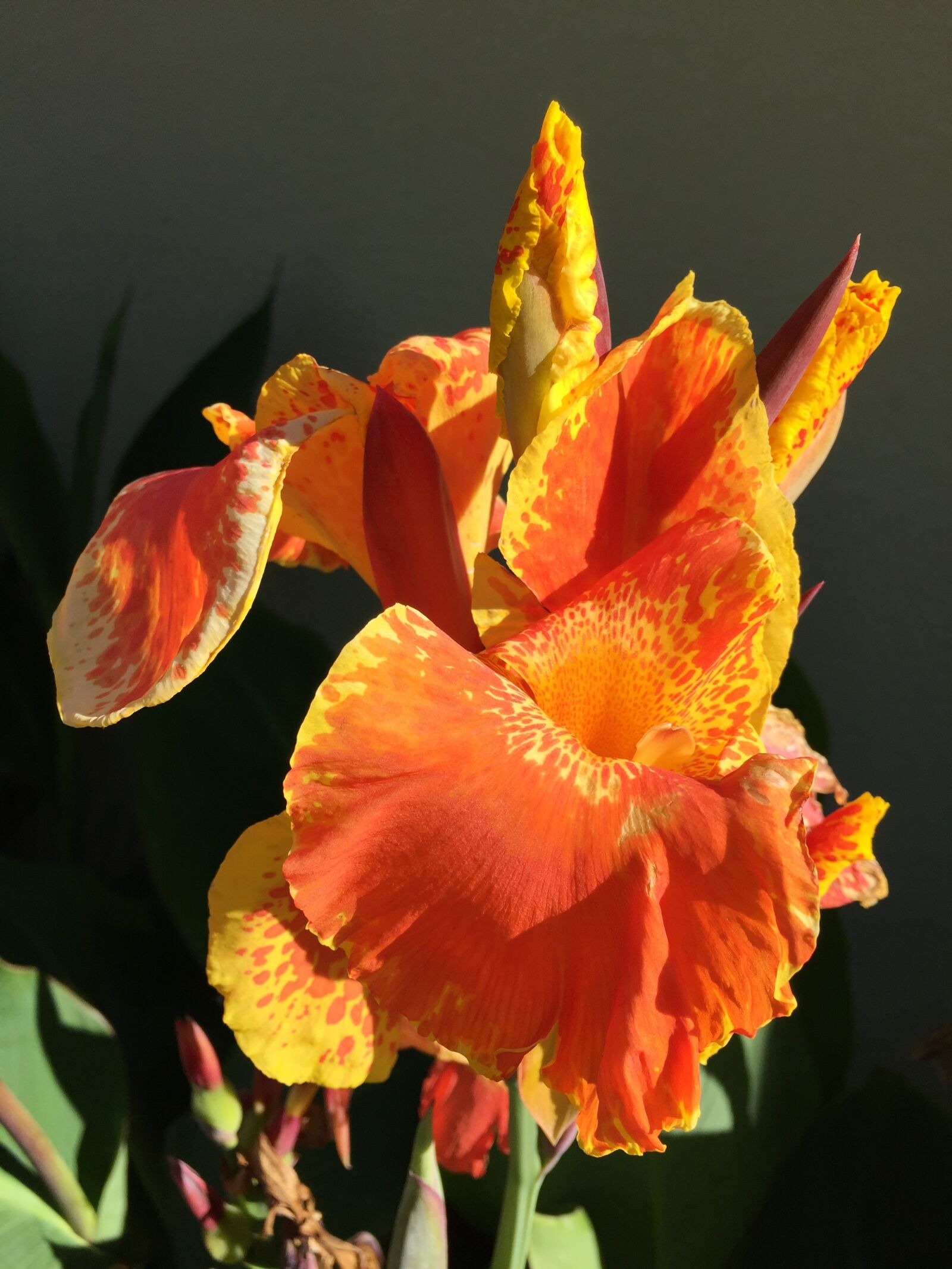 iPhone 6 Plus back camera 4.15mm f/2.2 sample photo. Flower, blossom, orange and photography