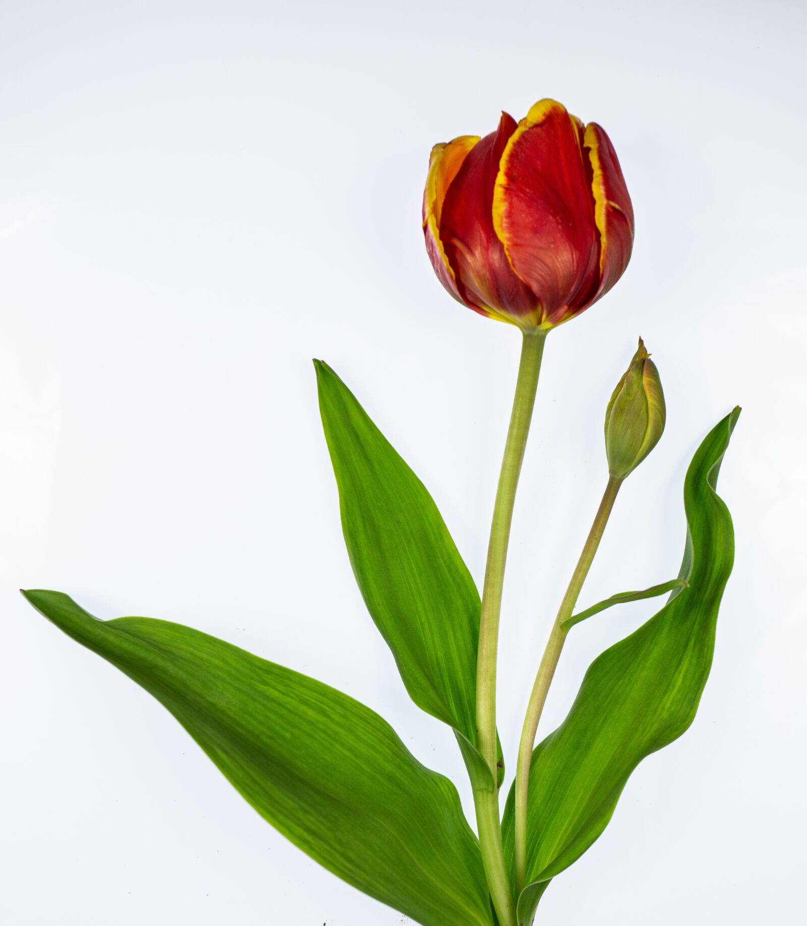 Canon EOS 5D Mark III + Canon EF 17-40mm F4L USM sample photo. Tulip, red, easter flowers photography
