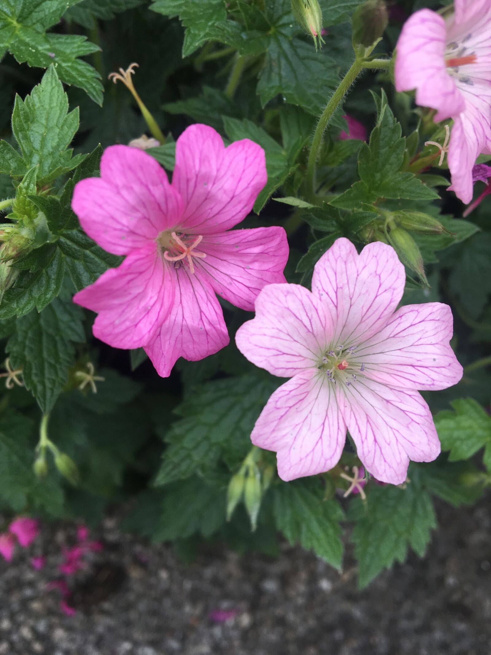 Apple iPhone 6s sample photo. Pink, petals, pretty photography