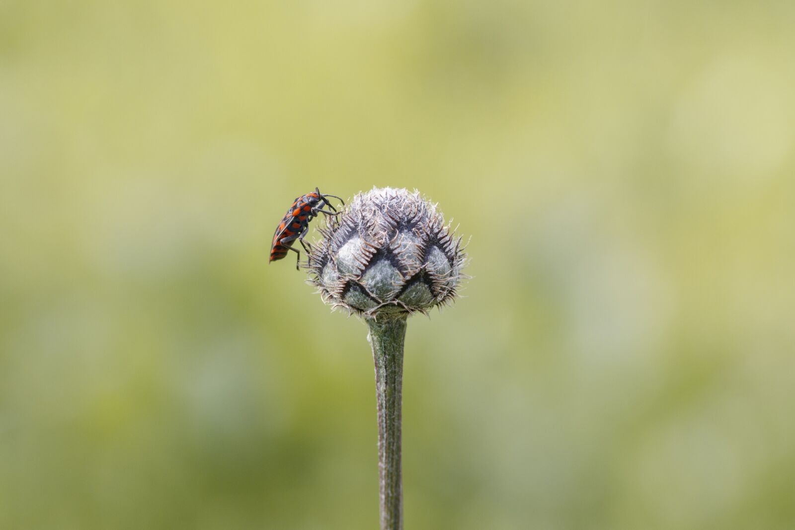 Canon EOS 80D sample photo. Insect, macro, close up photography