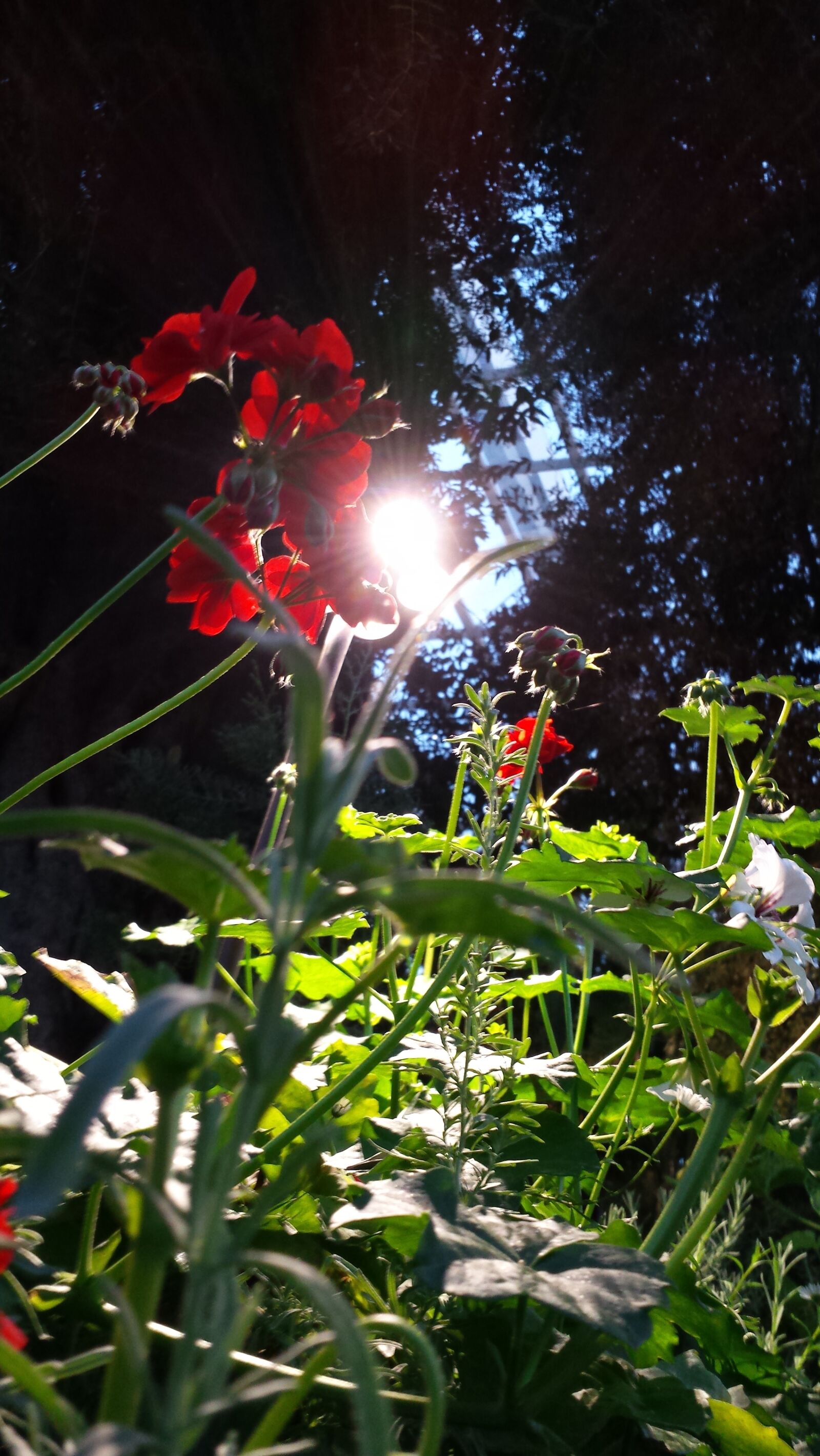 Samsung Galaxy S4 sample photo. Sk photography