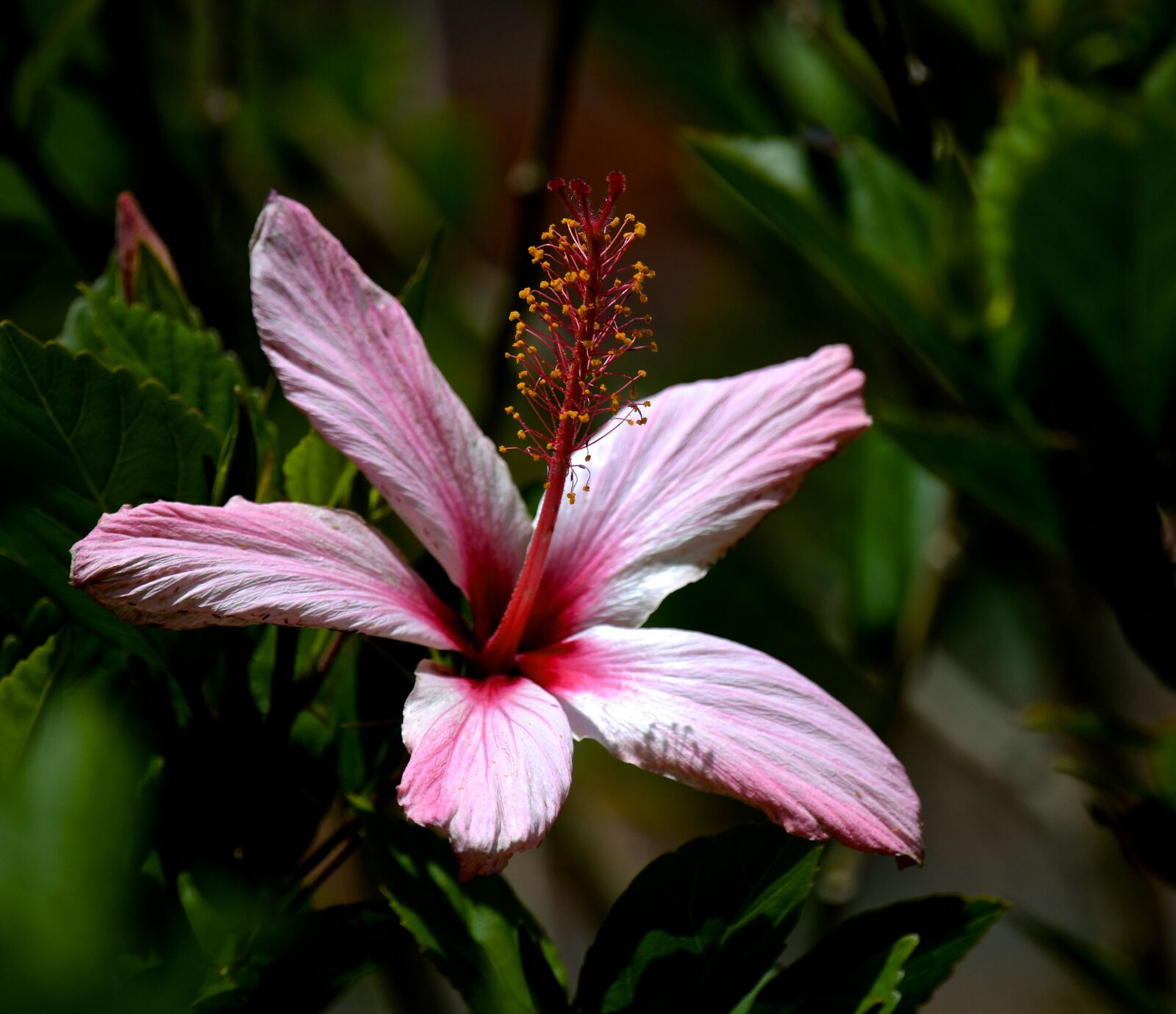 Nikon D850 sample photo. Flower, nature, ecuador photography