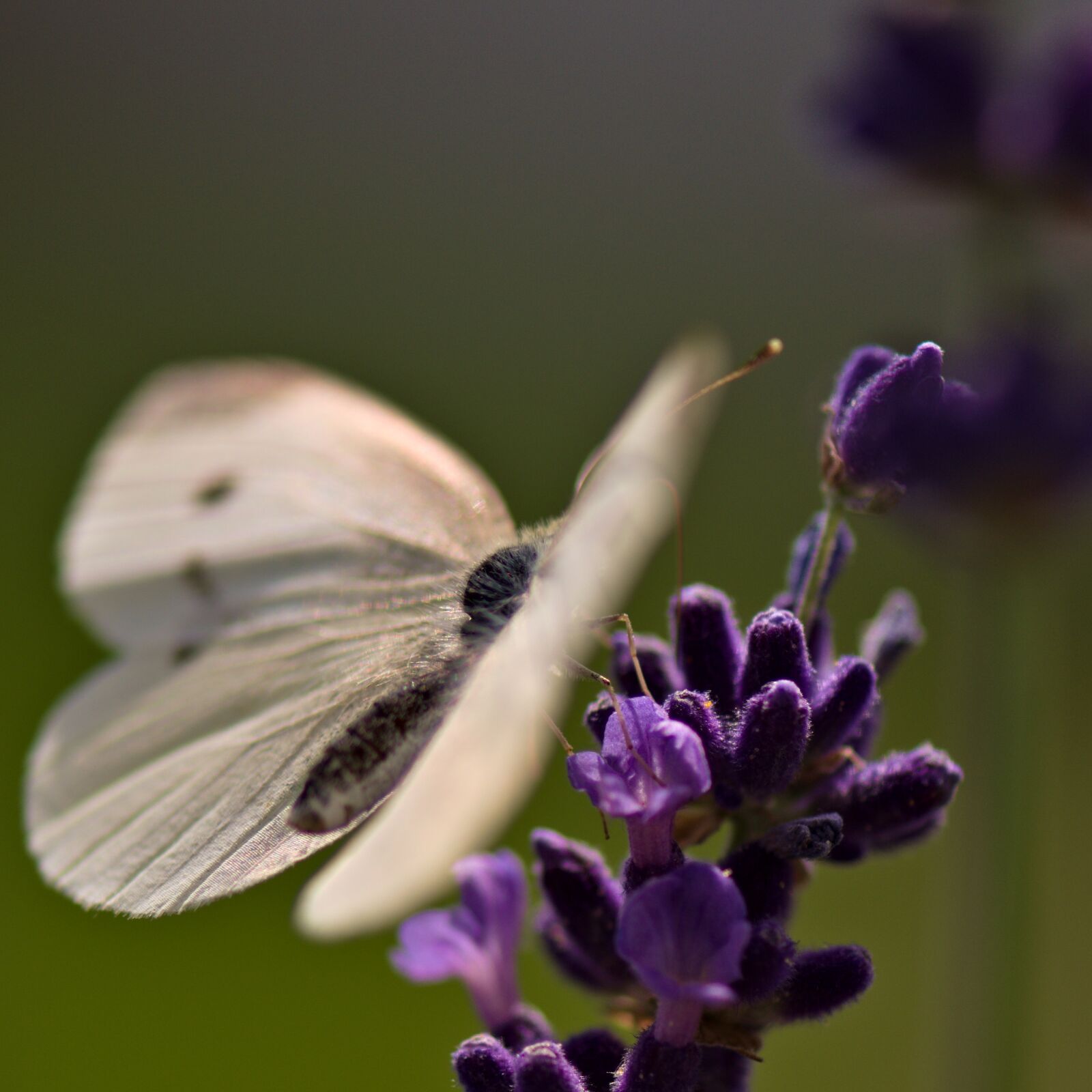 Nikon D5500 sample photo. Butterfly, lavender flowers, nature photography