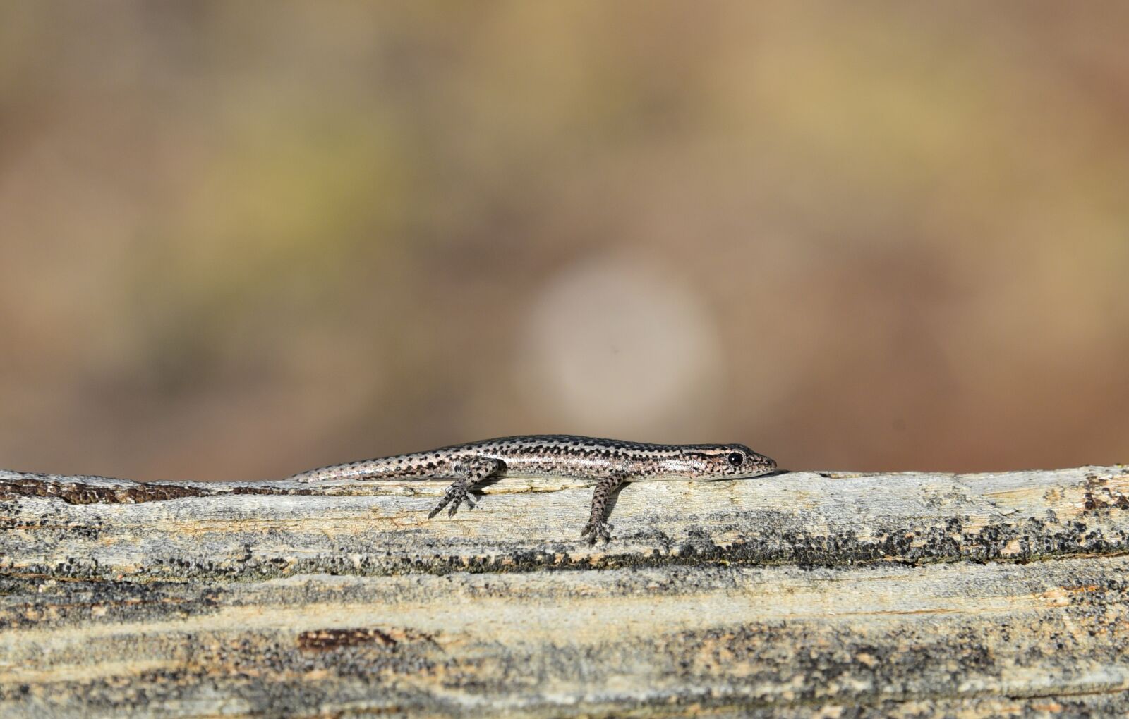 Nikon D750 sample photo. Skink, lizard, tiny photography