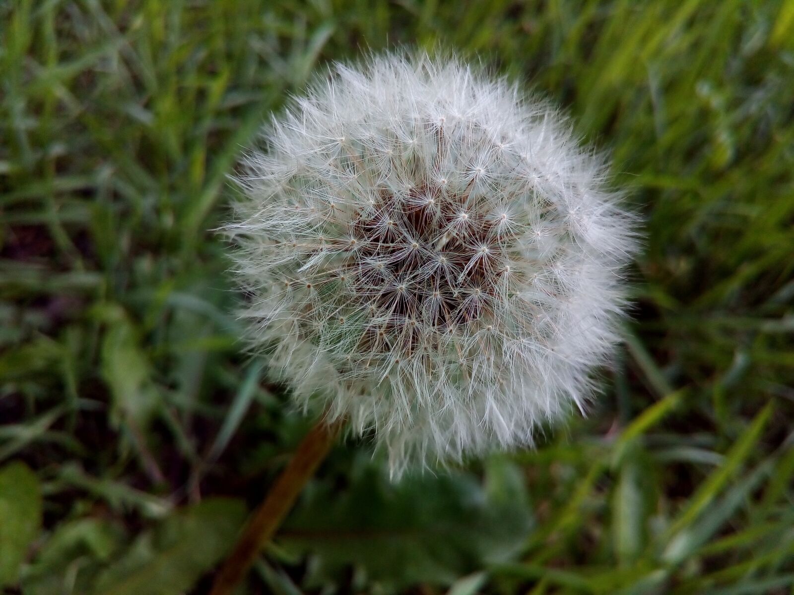 ASUS ZenFone Go (ZC500TG) sample photo. Dandelion, field, wild herbs photography