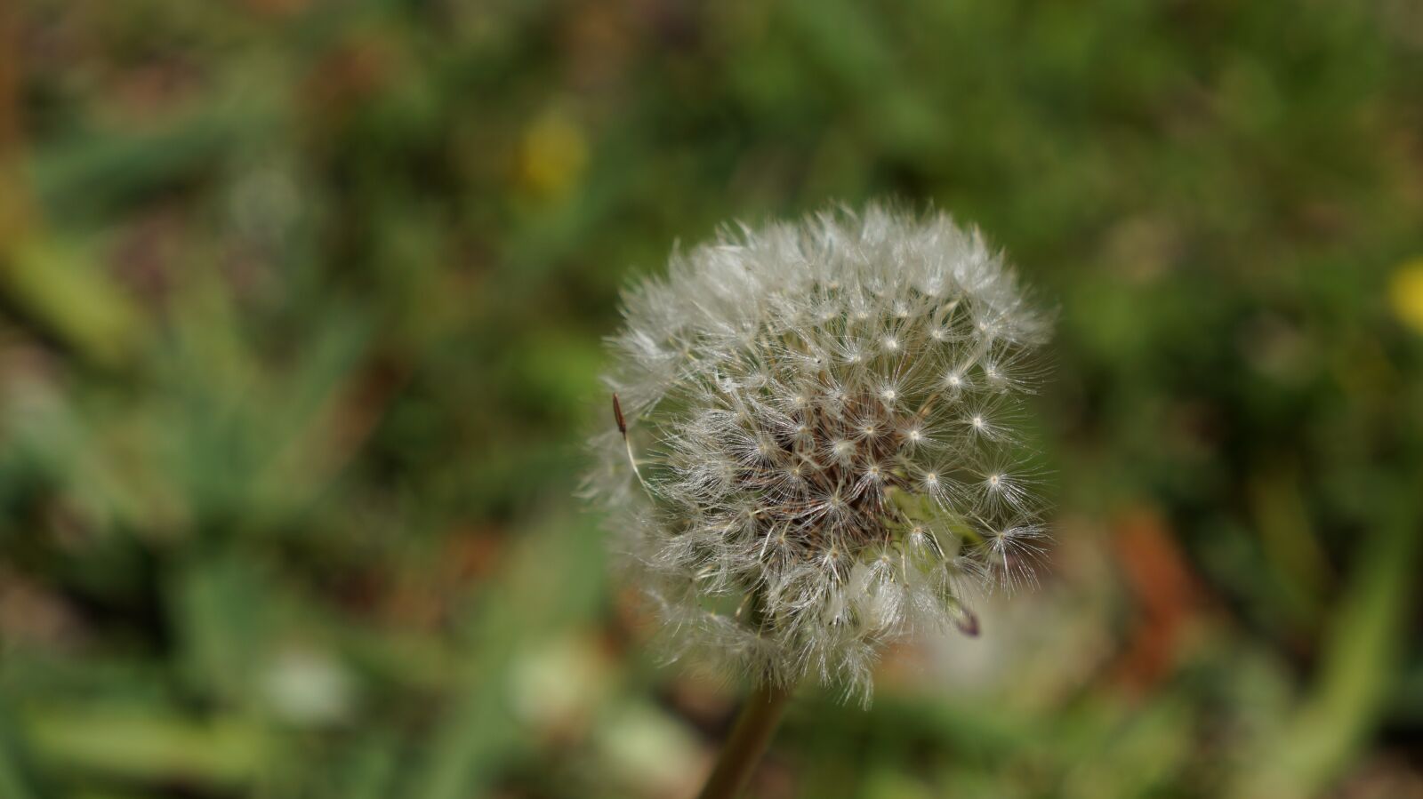 Sony Alpha a3000 + Sony E 18-55mm F3.5-5.6 OSS sample photo. Nature, flora, flower photography