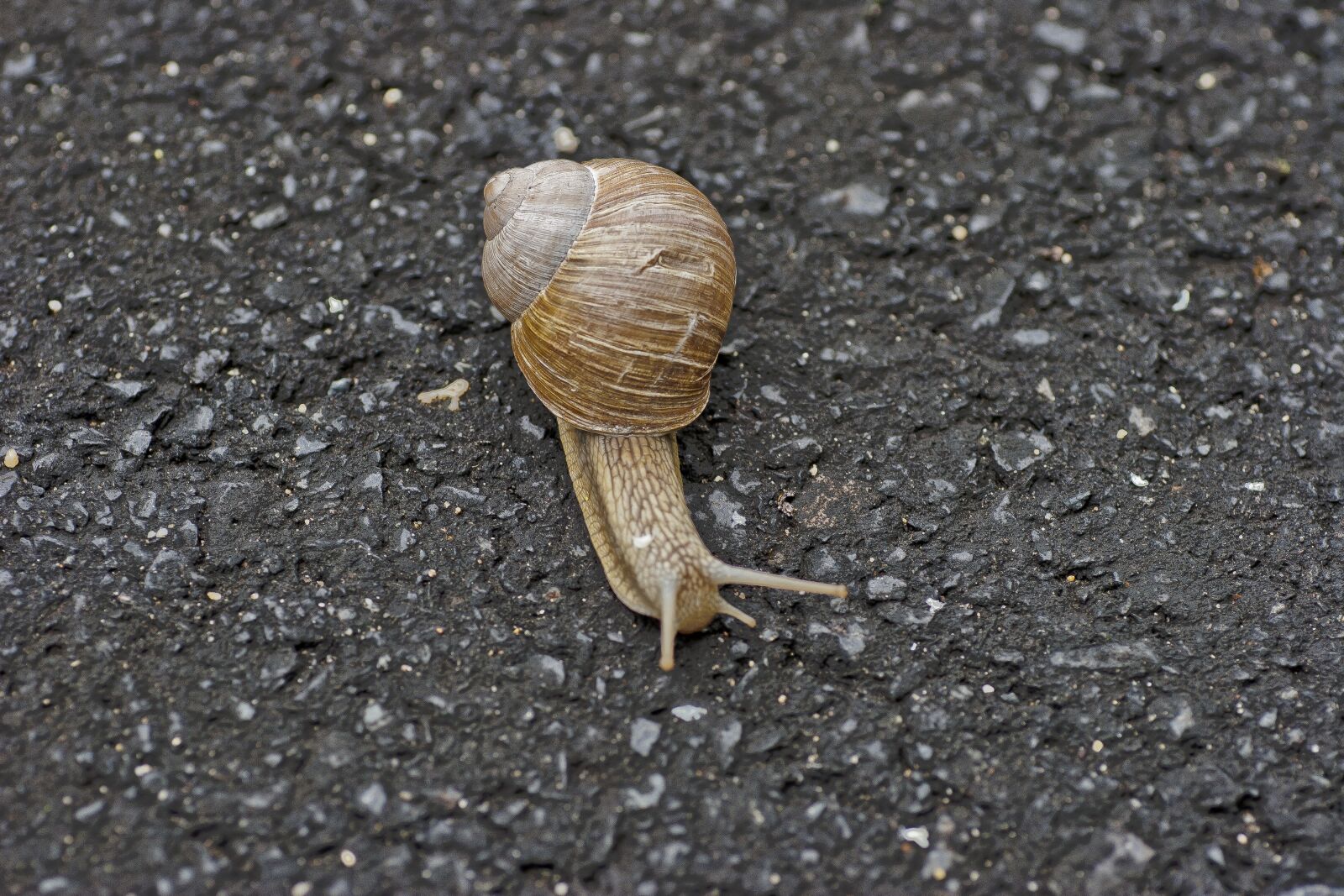 Canon EOS 20D sample photo. Snail, animal, shell photography