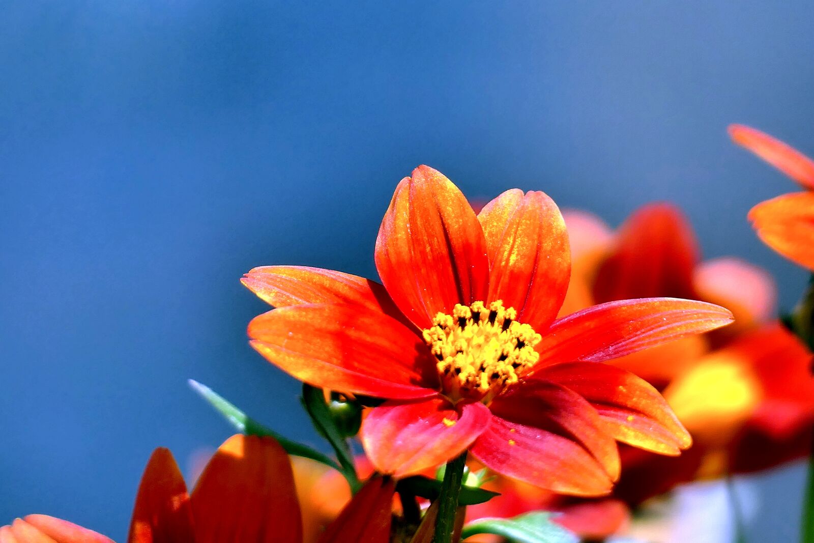 Panasonic Lumix DMC-FZ1000 sample photo. Flower, orange, blossom photography