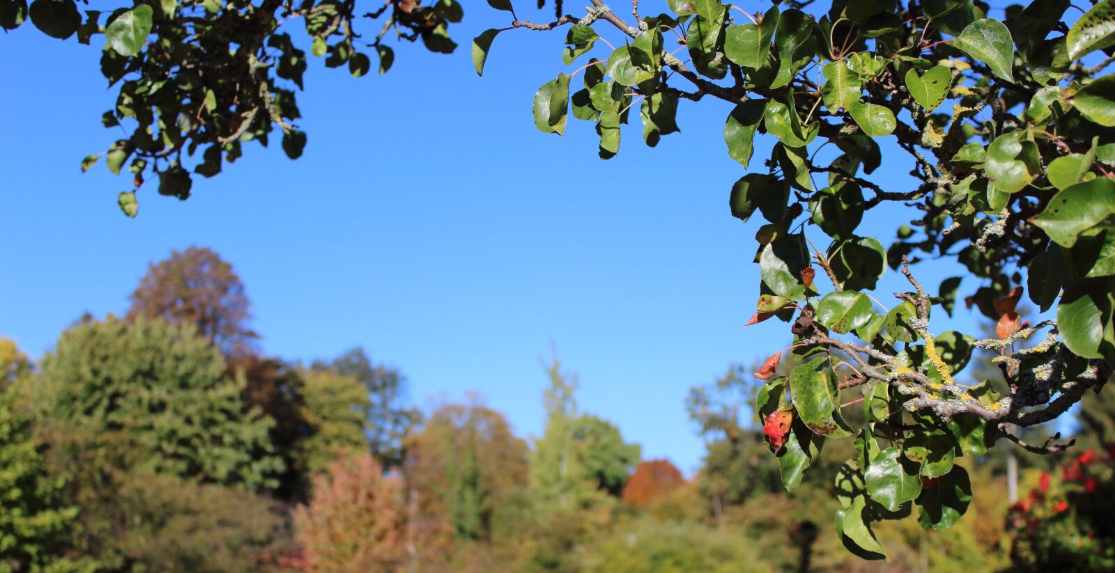 Canon EOS 1200D (EOS Rebel T5 / EOS Kiss X70 / EOS Hi) sample photo. Autumn, trees, nature photography