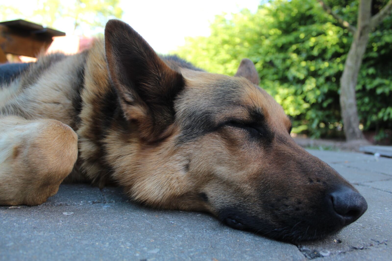 Canon EOS 4000D (EOS Rebel T100 / EOS 3000D) sample photo. Shepherd dog, german shepherd photography
