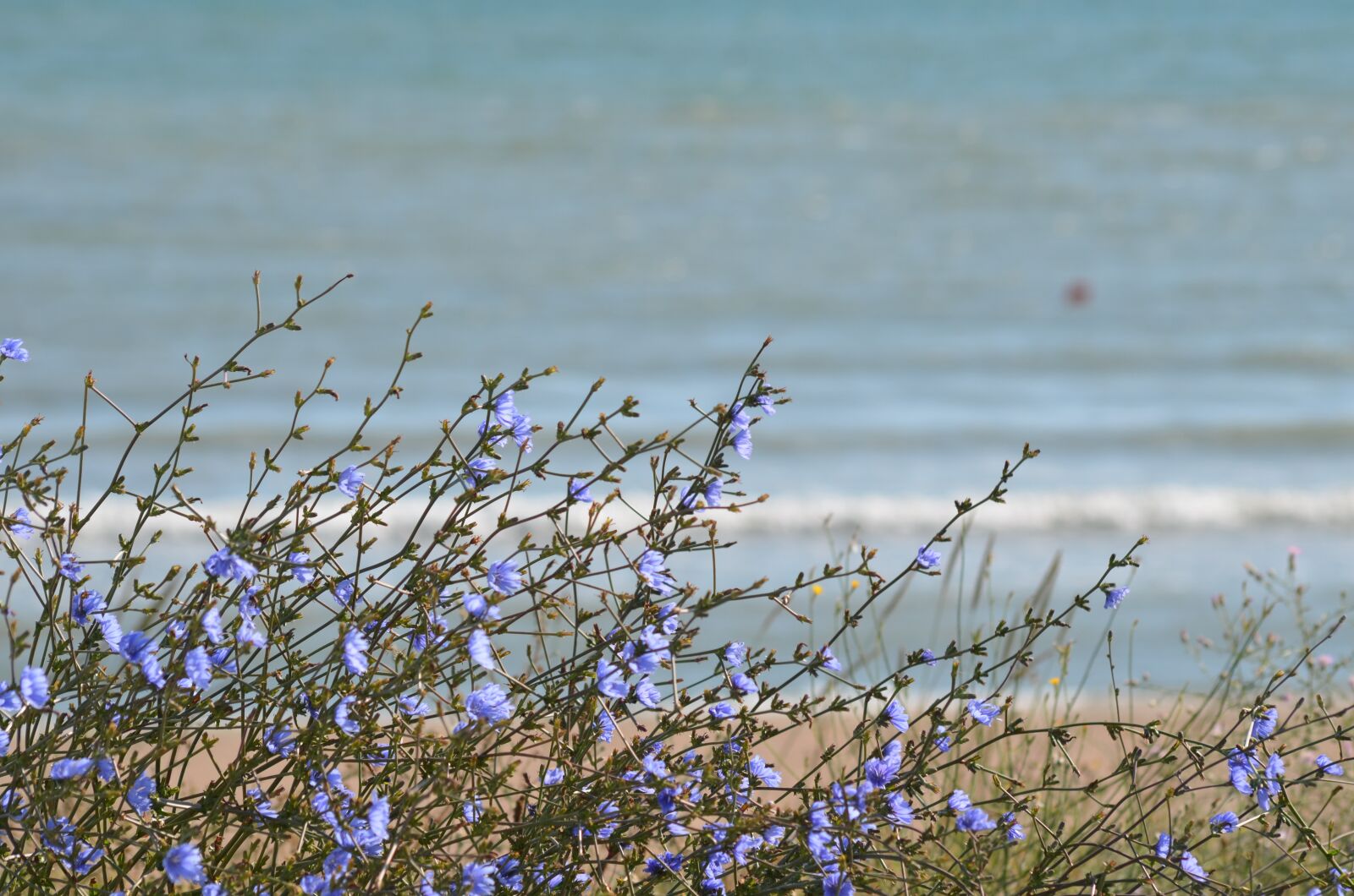 Nikon D5100 sample photo. Flowers, water, blue photography