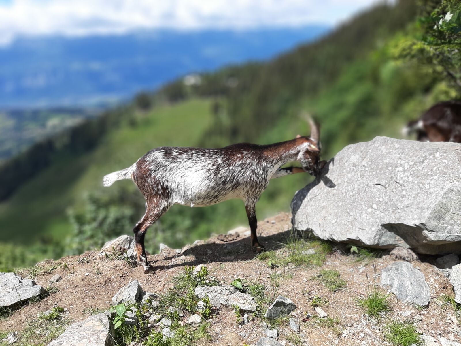Samsung Galaxy A50 sample photo. Goat, mountain, meadow photography