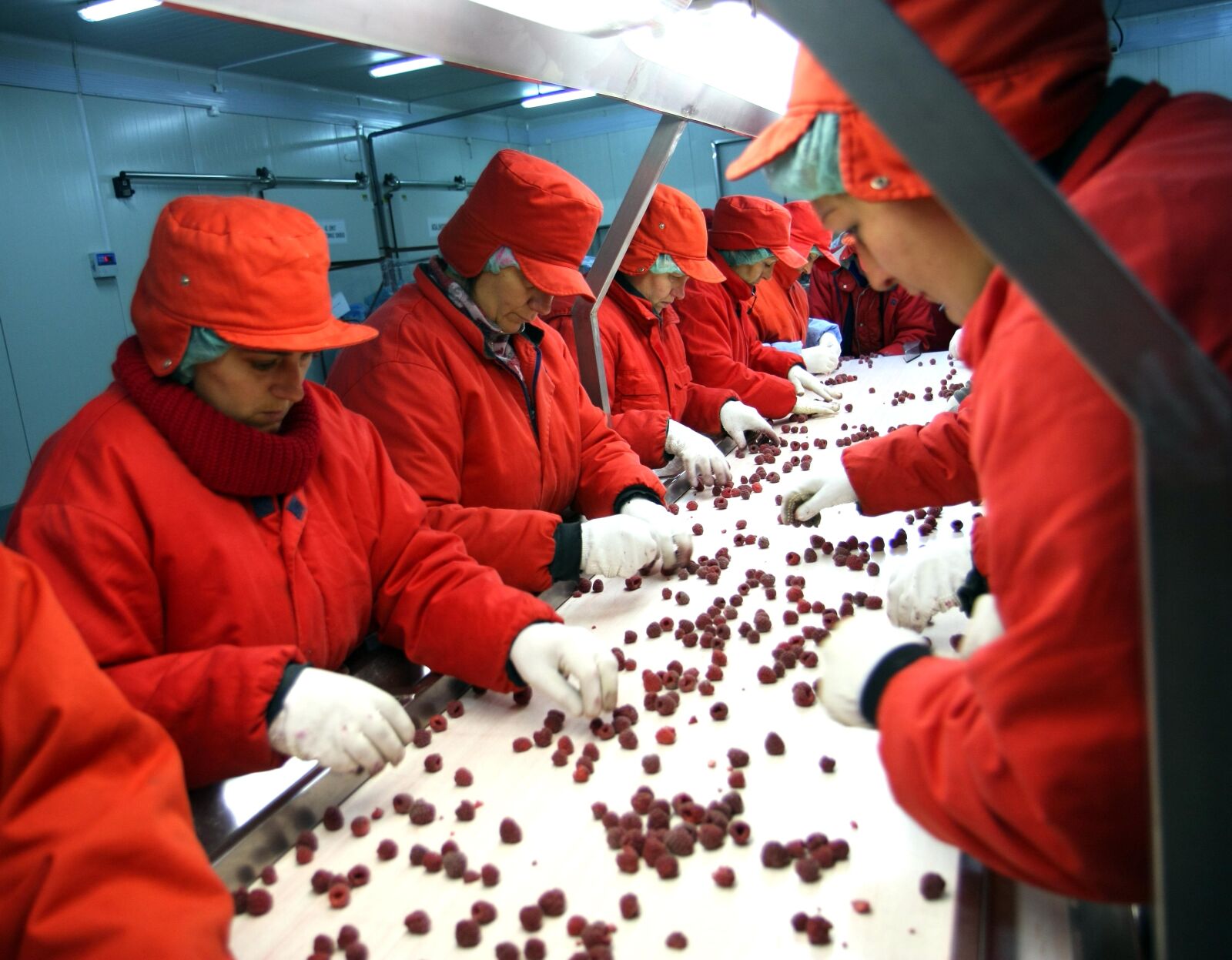 Canon EOS 40D sample photo. Women, workers, fruit, company photography