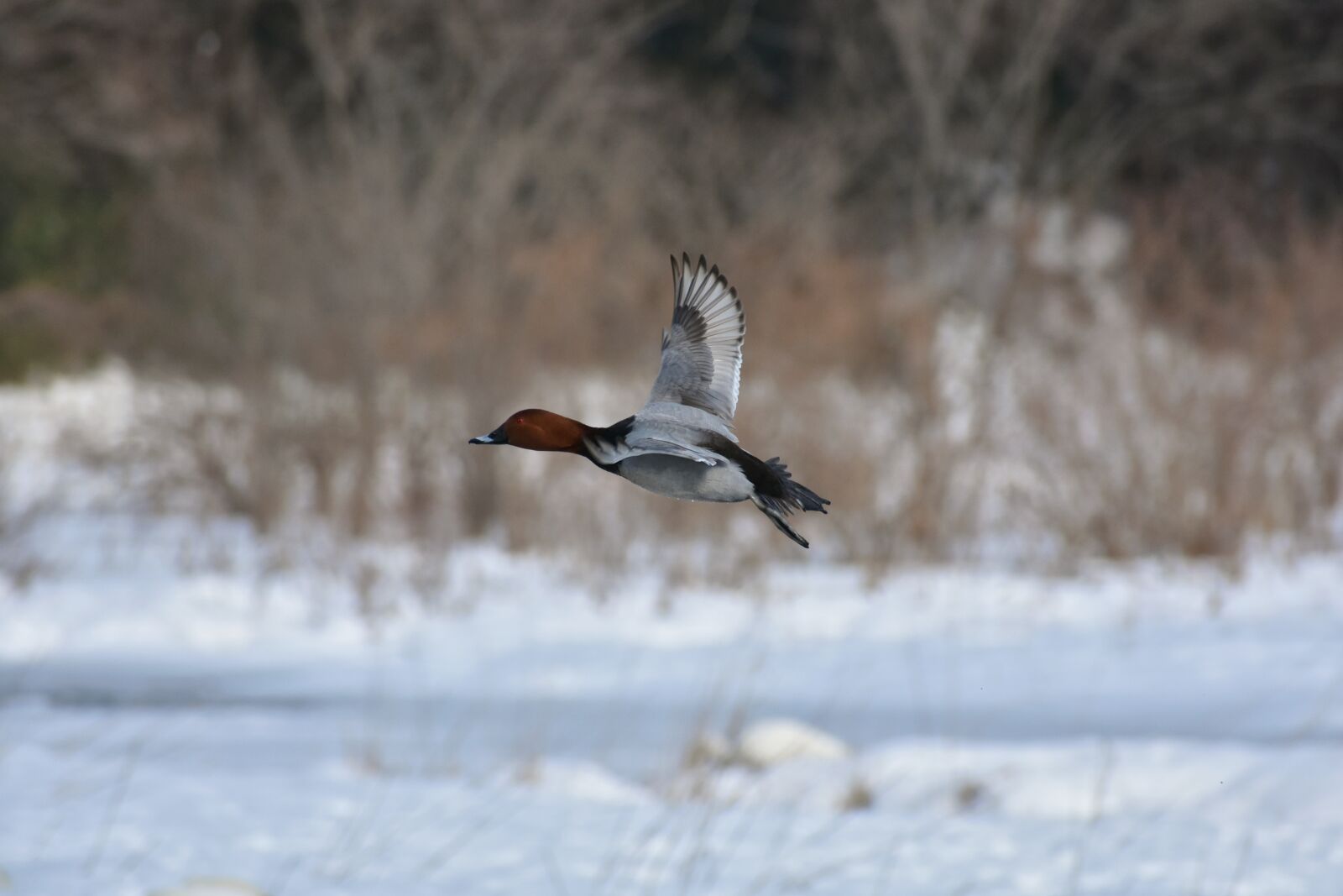 Nikon D7200 sample photo. Animal, lake, waterside photography