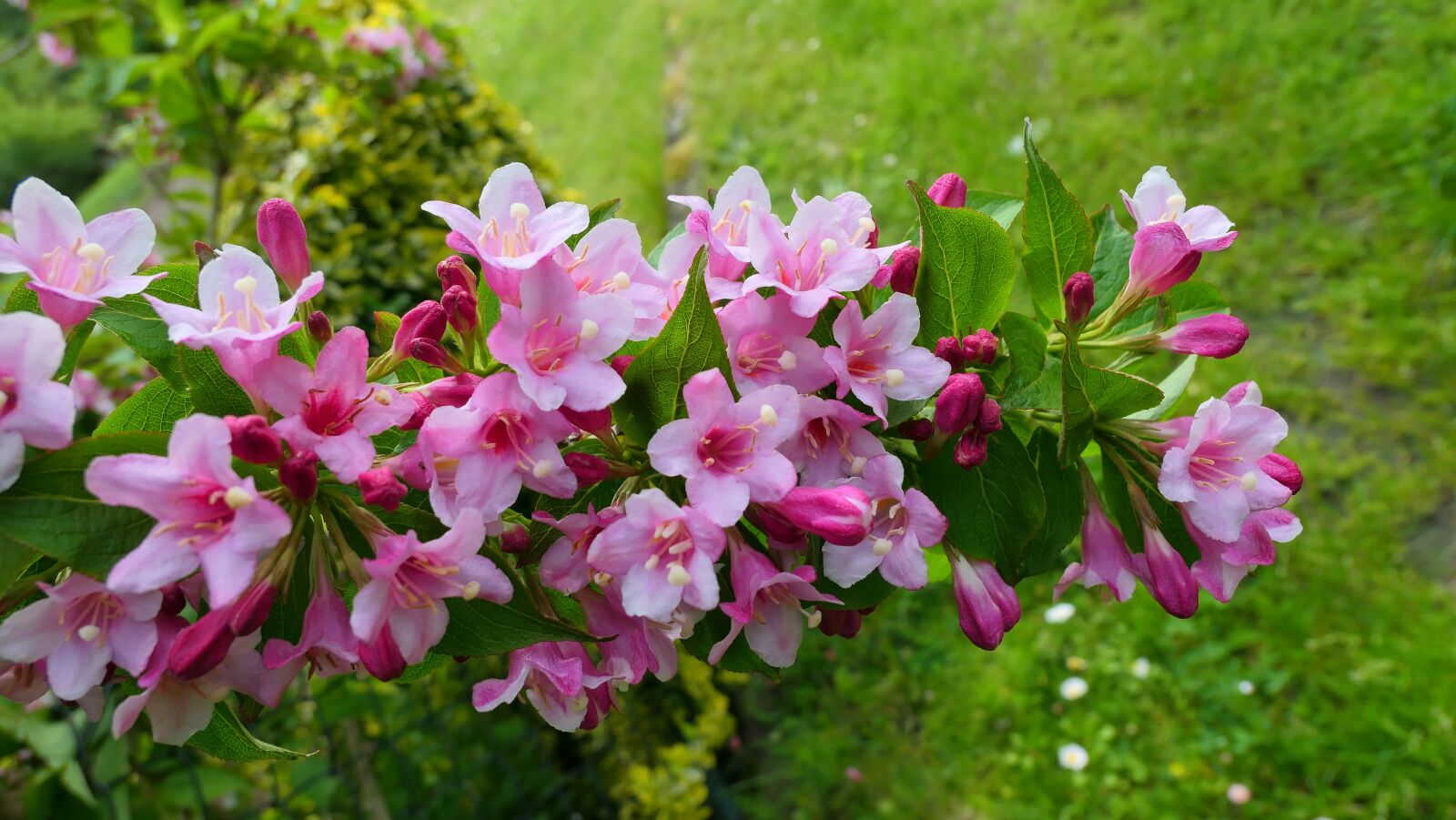 Panasonic Lumix DMC-LX10 (Lumix DMC-LX15) sample photo. Krzewuszka, bush, flowers photography