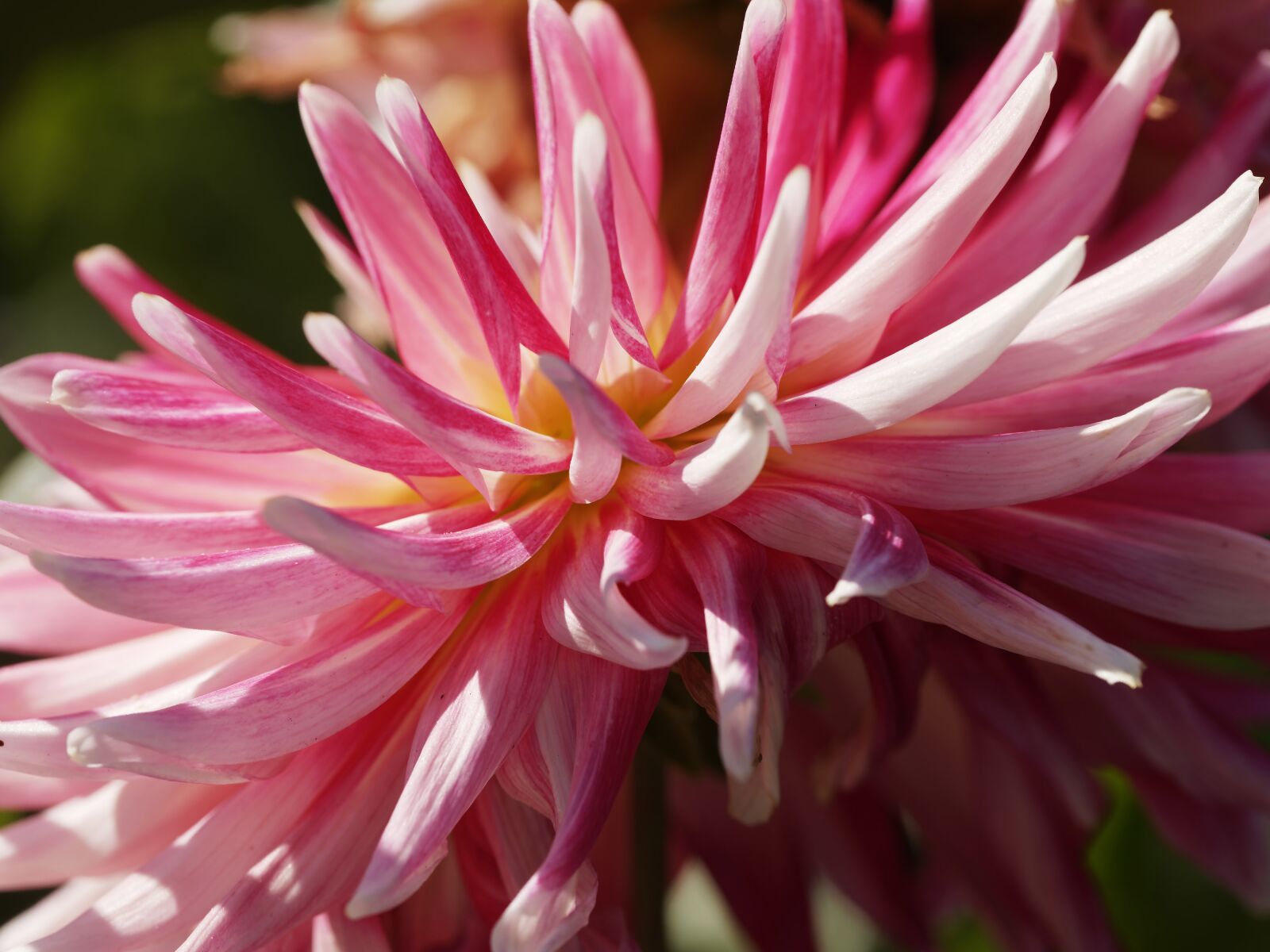 Olympus M.Zuiko Digital ED 60mm F2.8 Macro sample photo. Flowers, dahlias, pink photography