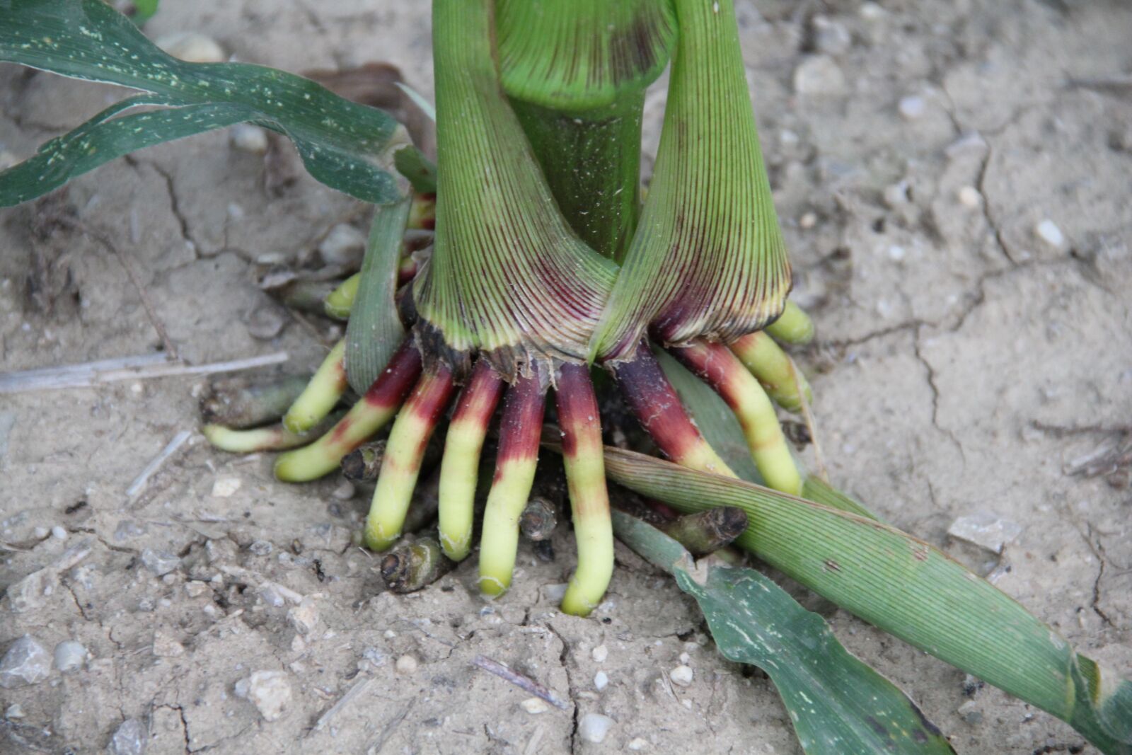 Canon EOS 550D (EOS Rebel T2i / EOS Kiss X4) sample photo. Corn, root, earth photography