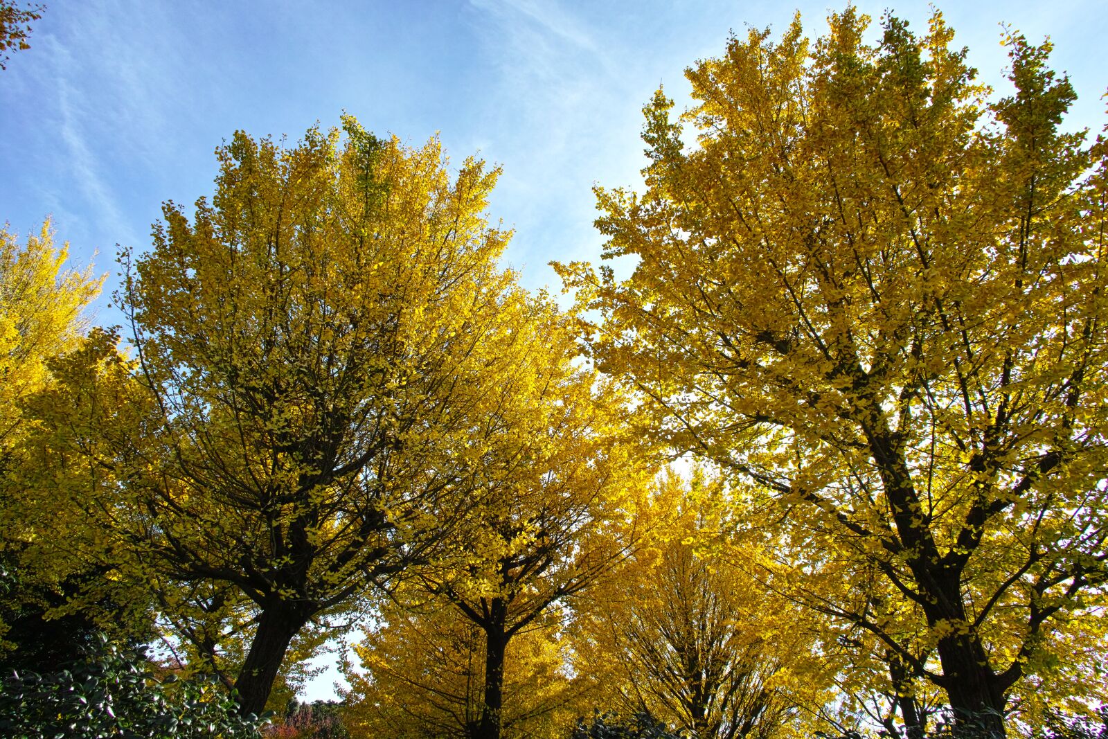 Sigma DP1 Merrill sample photo. Ginkgo biloba, autumn, yellow photography