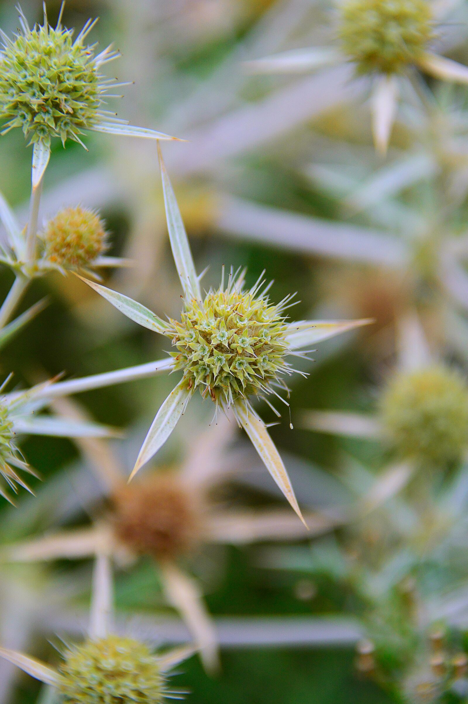 Nikon D3200 sample photo. Autumn, king melon, spike photography