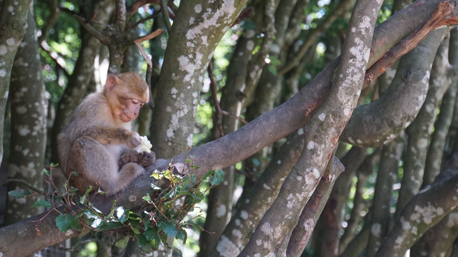 Sony E 18-200mm F3.5-6.3 OSS LE sample photo. Barbary ape, ffchen, young photography