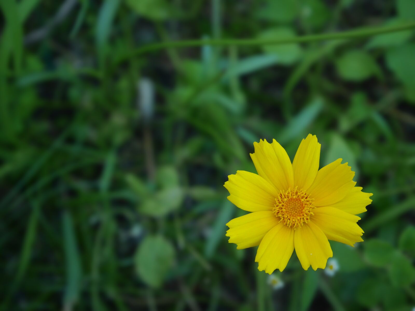 Panasonic Lumix DMC-GM5 sample photo. Flower, yellow, spring photography