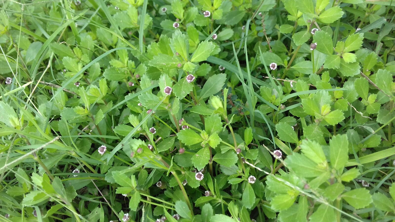 Samsung Galaxy J3(2016) sample photo. Green neutral, grass, land photography