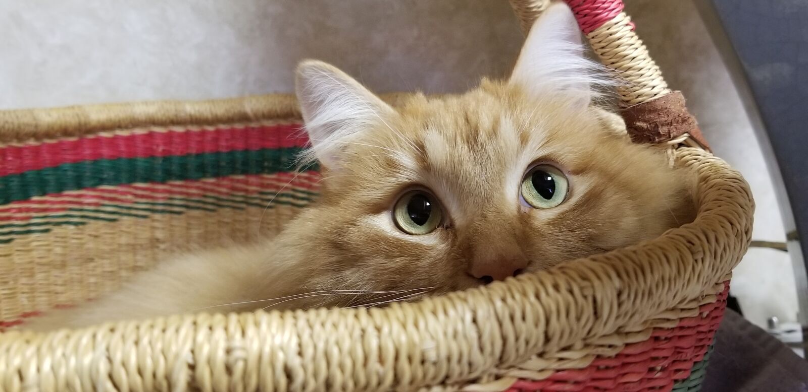 Samsung Galaxy S8 sample photo. Cat, basket, pet photography