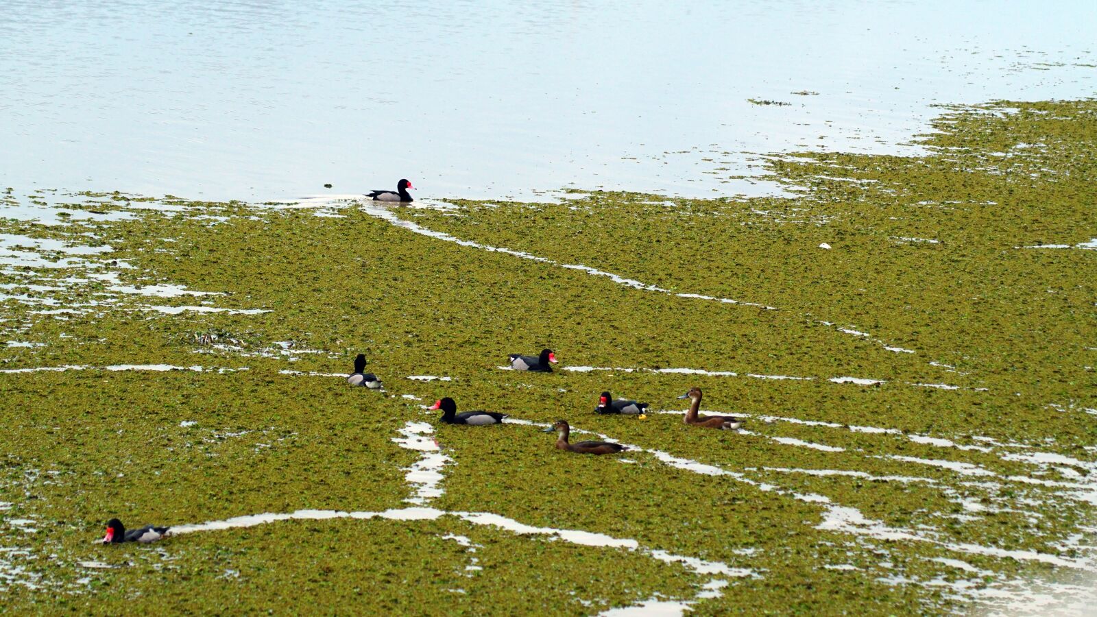 Sony ILCA-77M2 sample photo. Birds, ducks, laguna photography