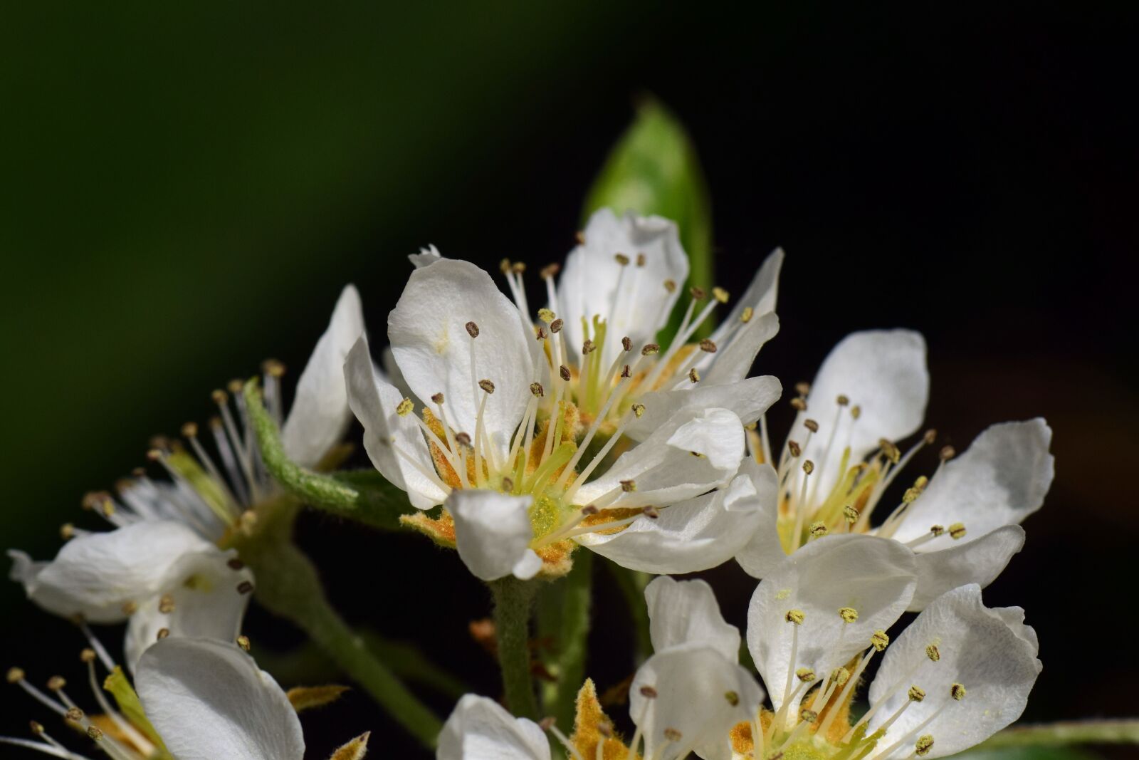 Nikon D3300 sample photo. Pear, birnblüte, spring photography