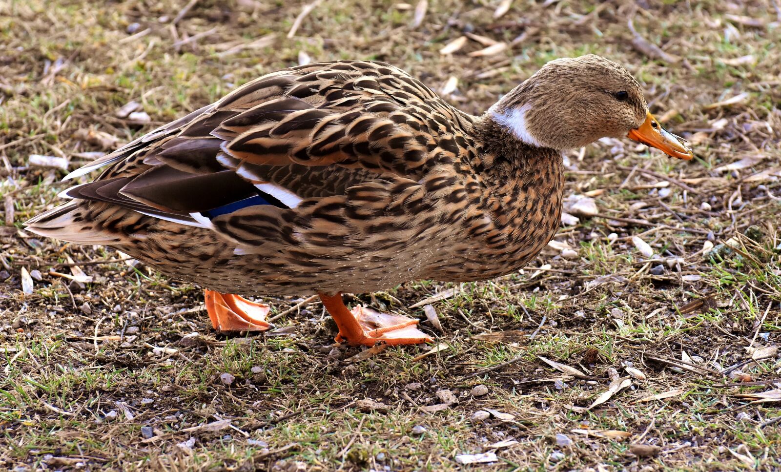 Nikon D7200 sample photo. Mallard, cute, nature photography