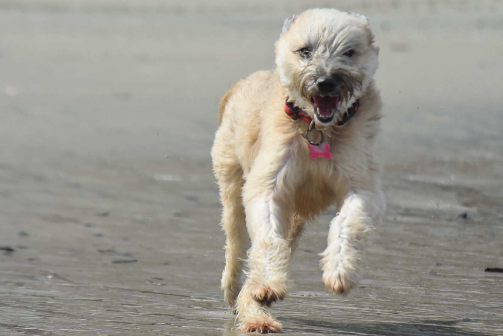 Nikon D7200 sample photo. Dog, beach, sea photography