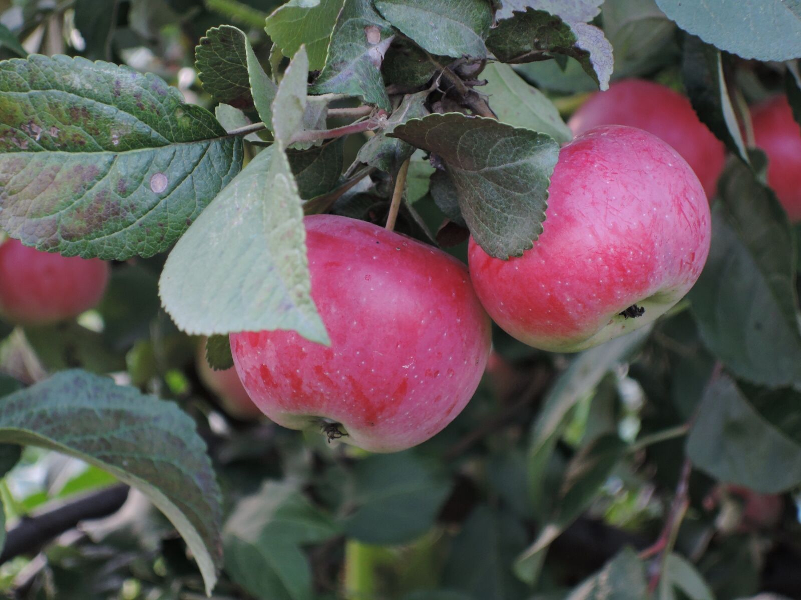 Nikon Coolpix P340 sample photo. Summer, harvest, apples photography