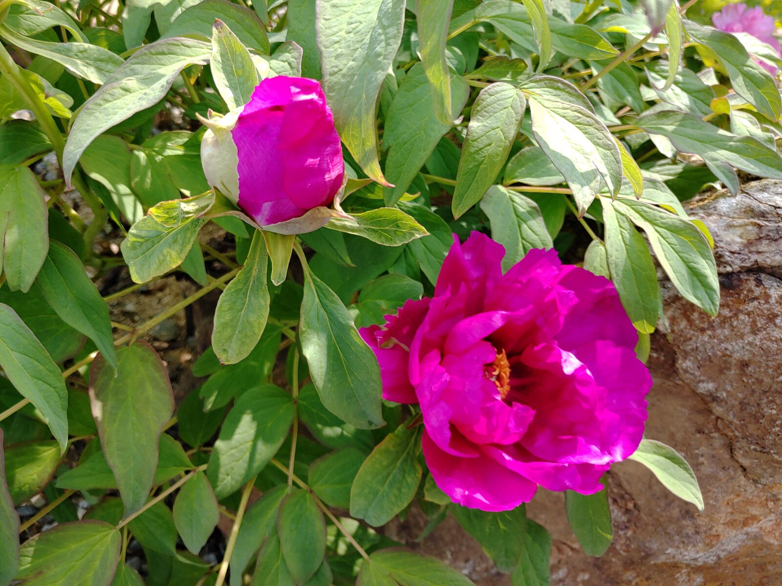 LG LM-V510N sample photo. May, the flower, peonies photography