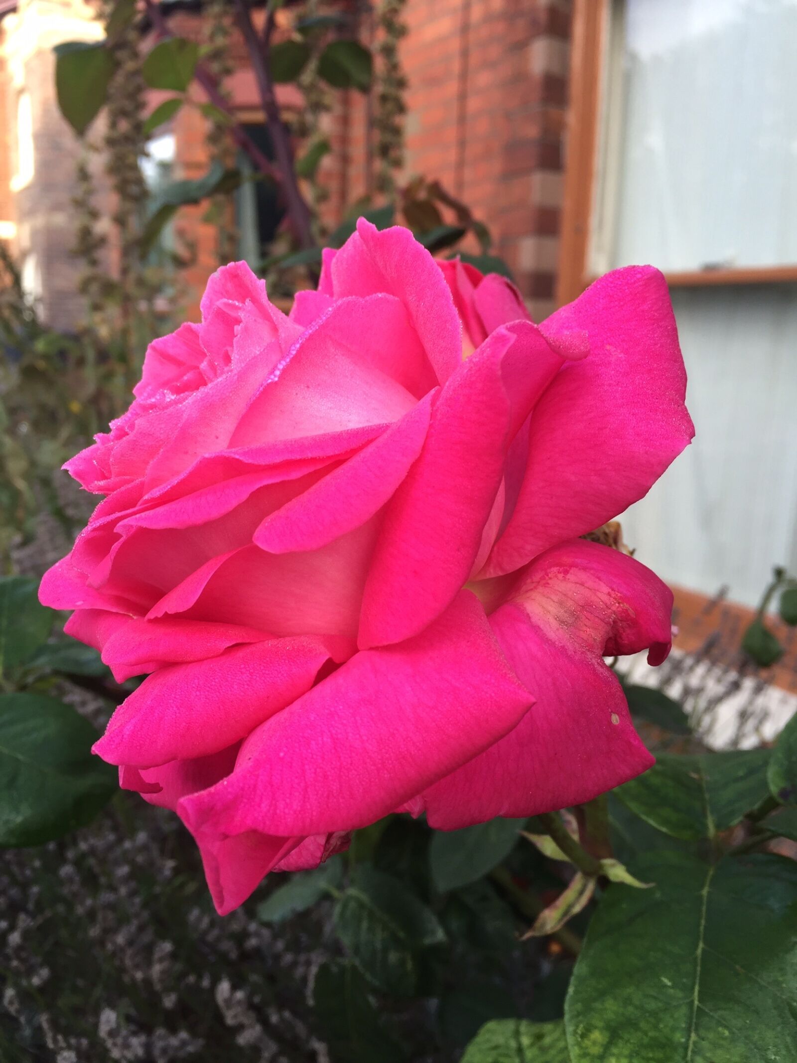 Apple iPhone 6 sample photo. Rose, floral, flower photography
