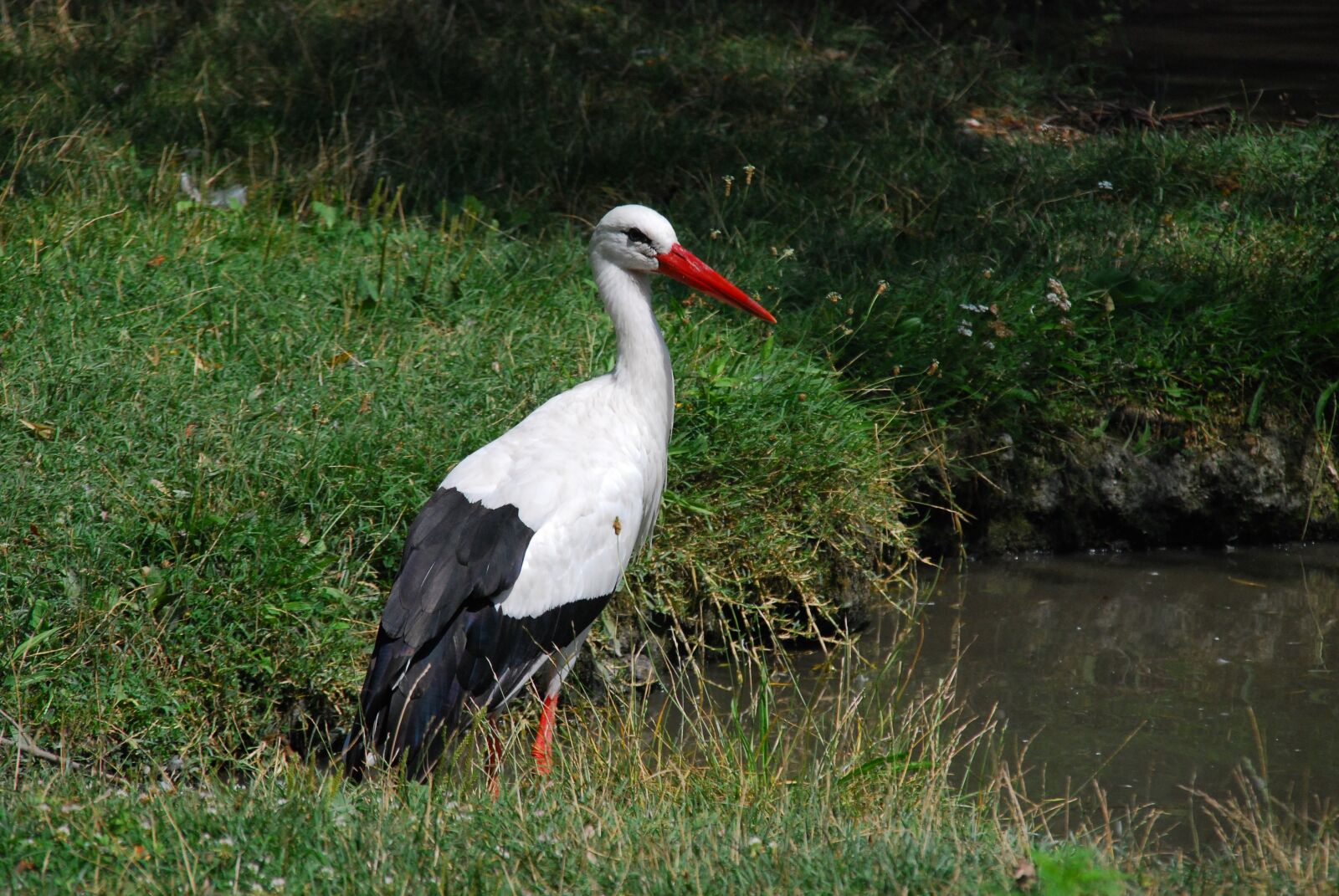Nikon D80 sample photo. Rattle stork, stork, steppe photography