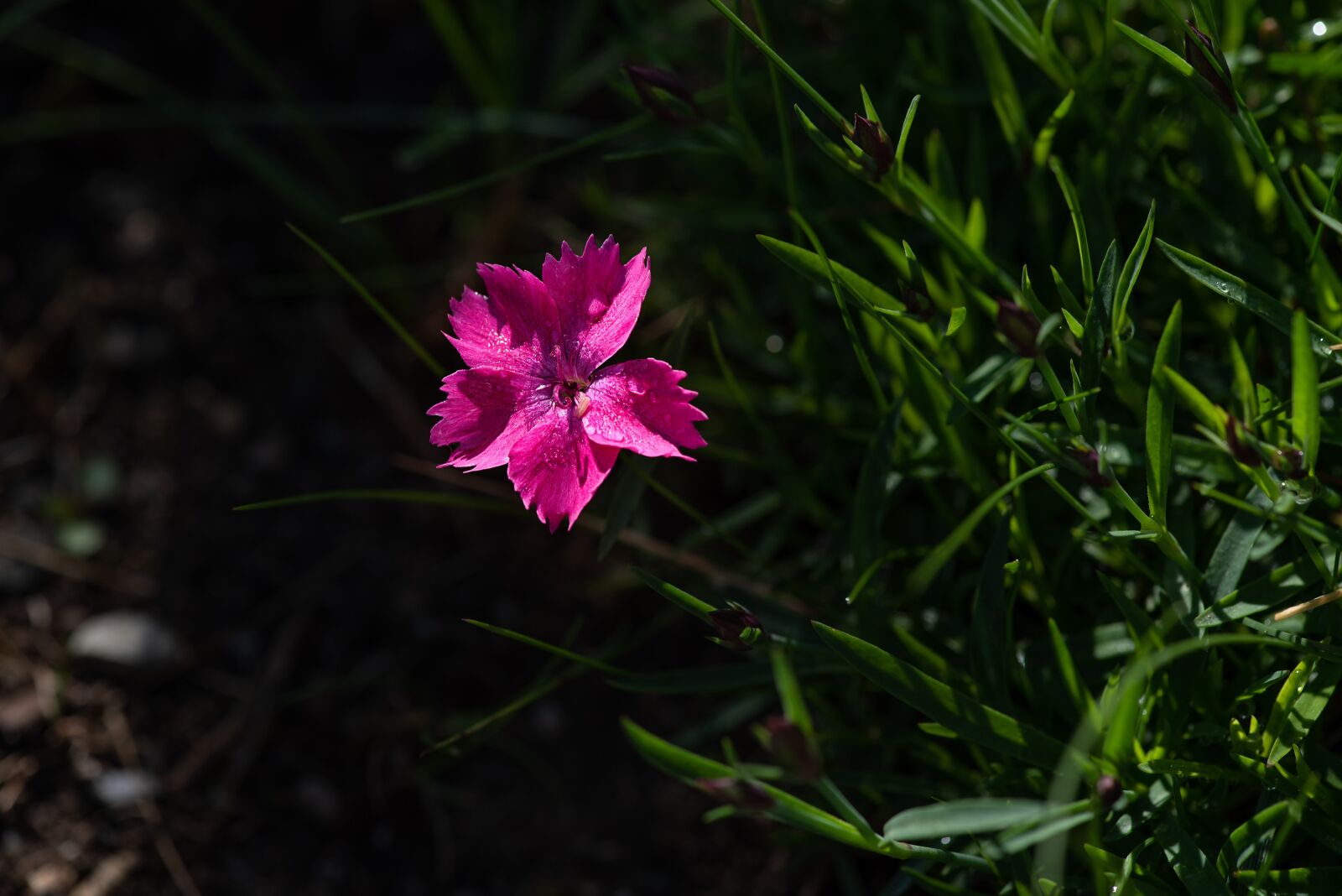 Nikon D750 sample photo. Flower, pink, pink flower photography