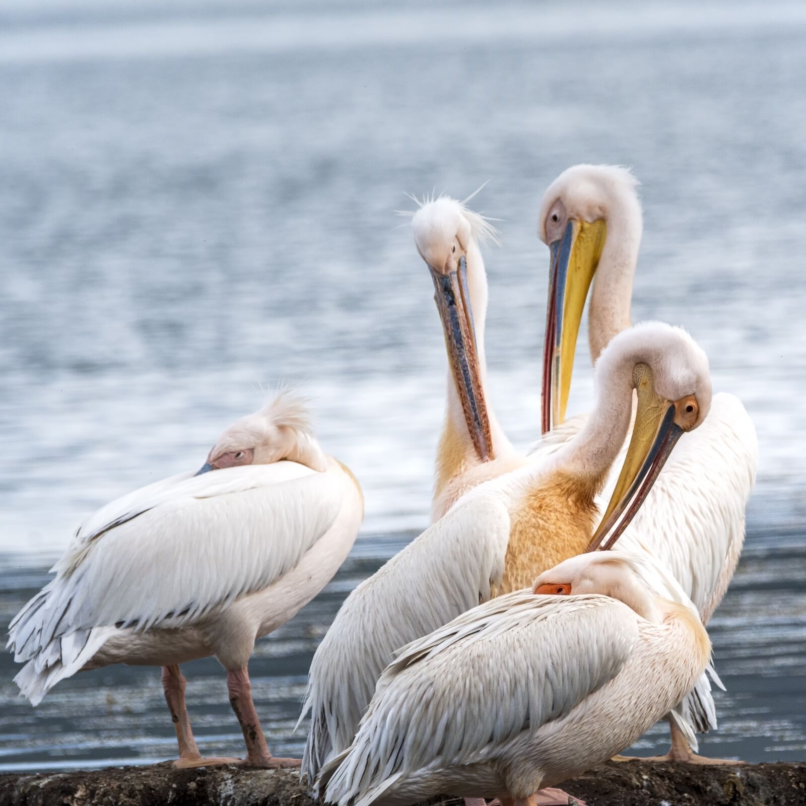 Nikon D7200 sample photo. Pelicans, pink, nature photography