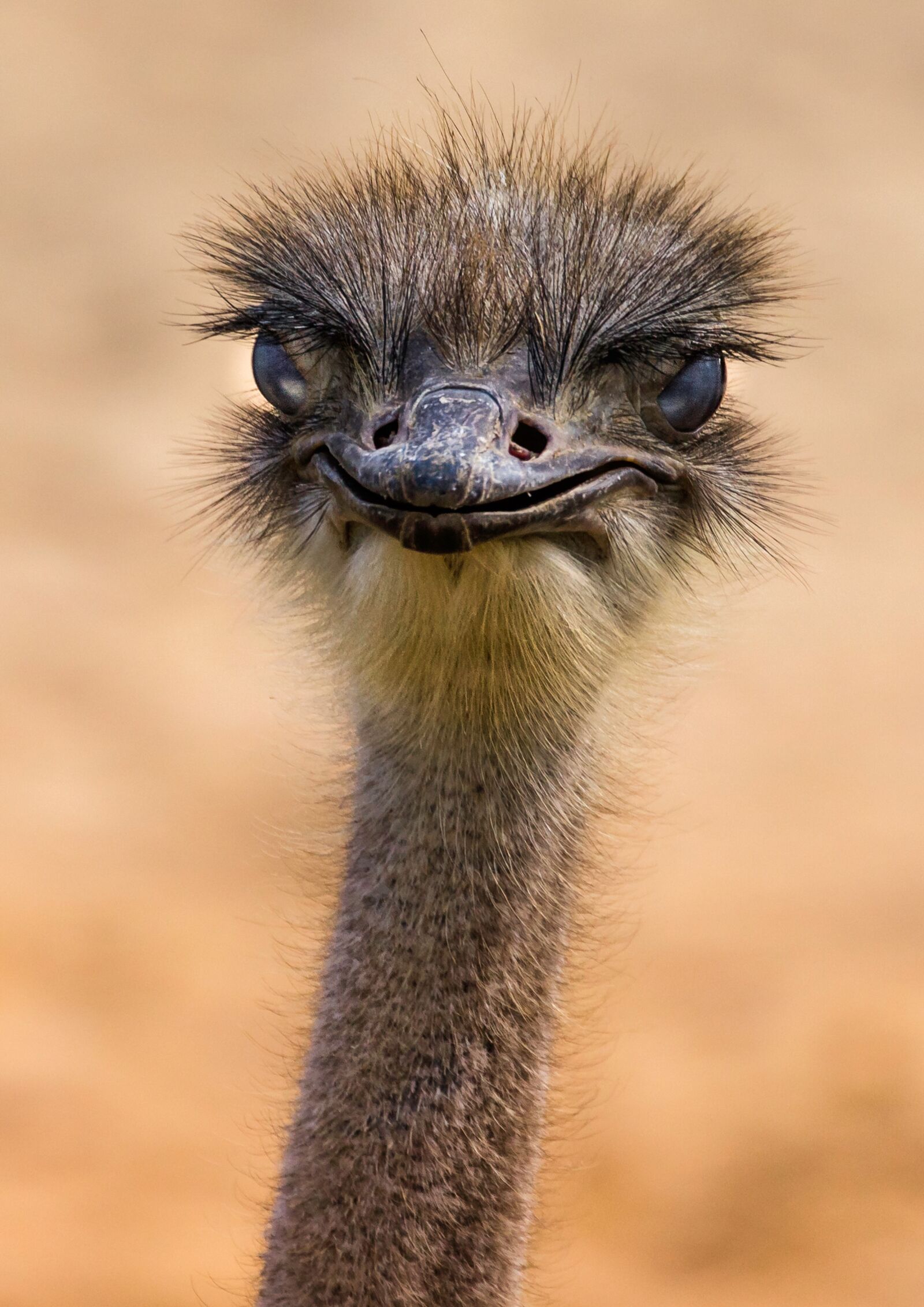 Canon EOS 60D + Canon EF 70-300mm F4-5.6L IS USM sample photo. Fauna, ostrich, nature photography