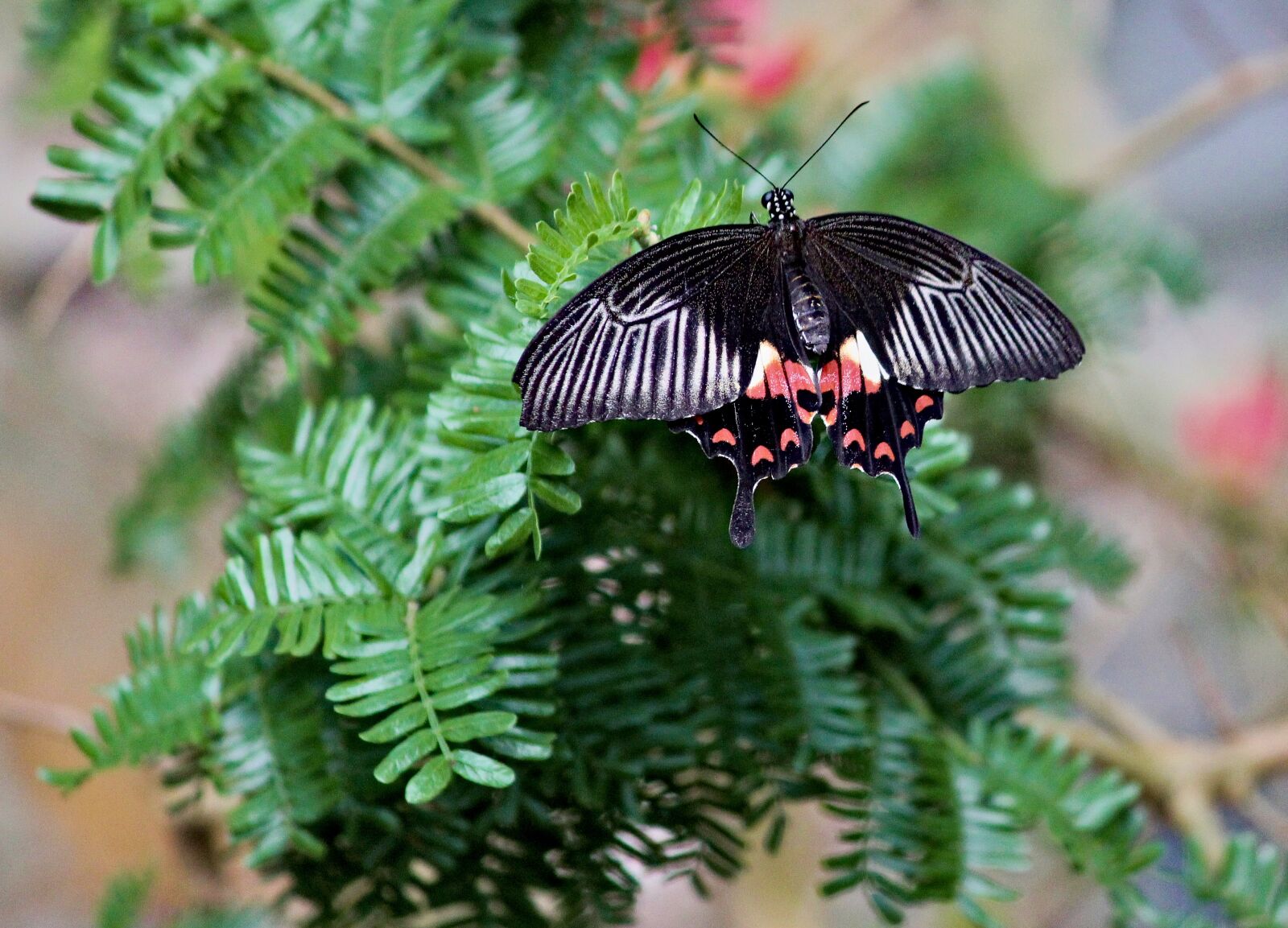 Canon EOS 550D (EOS Rebel T2i / EOS Kiss X4) sample photo. Butterfly, the exotic, wings photography