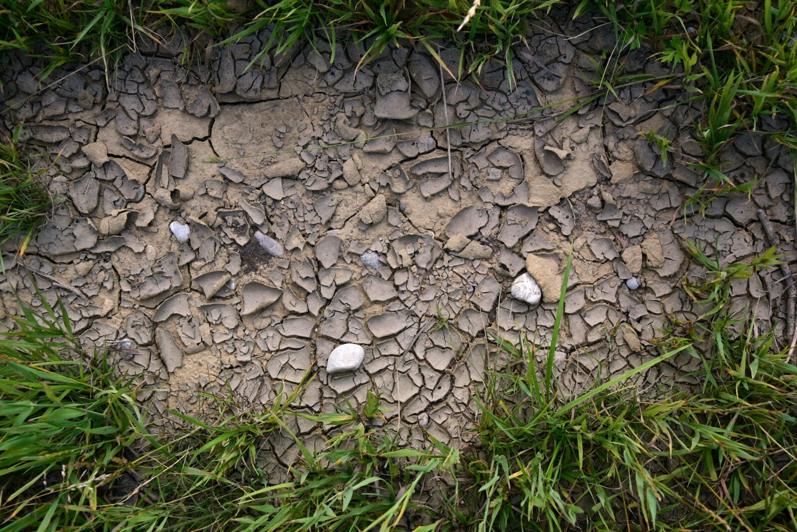 Nikon D750 sample photo. Earth, dry, drought photography