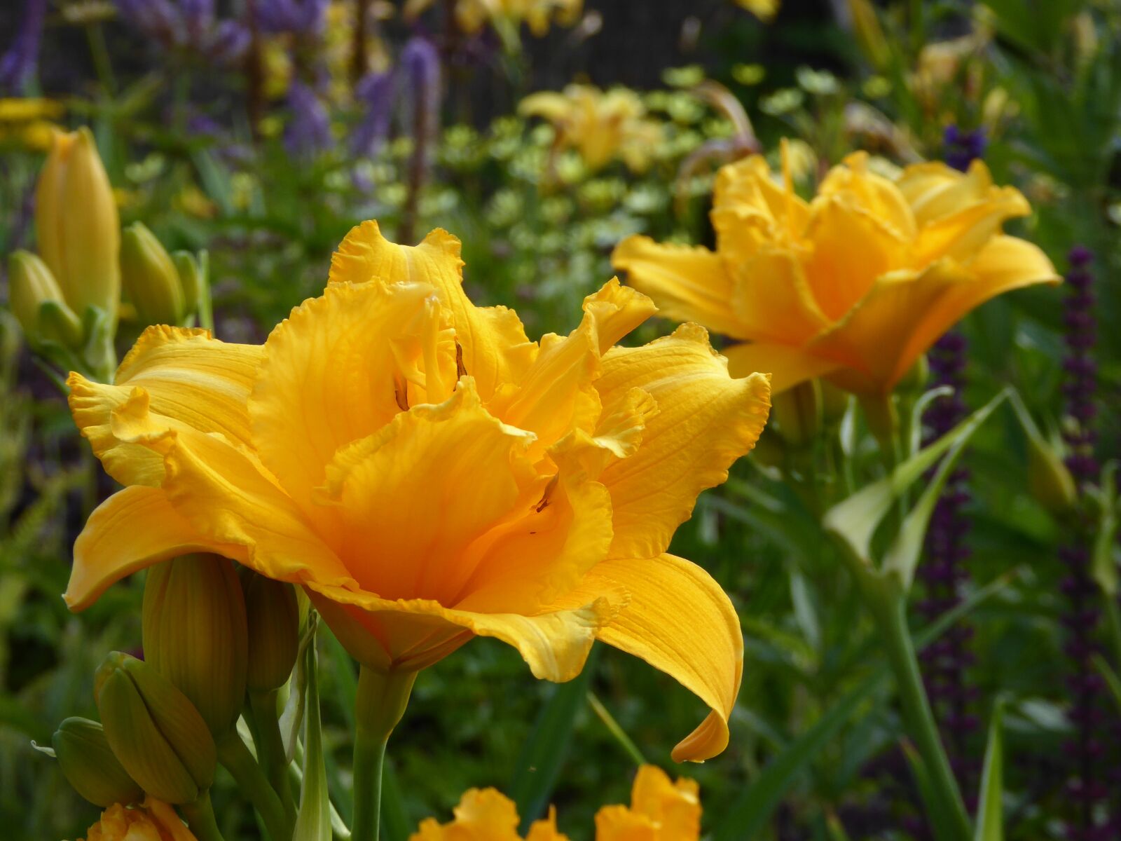 Panasonic DMC-TZ61 sample photo. Lilies, ornamental garden, yellow photography