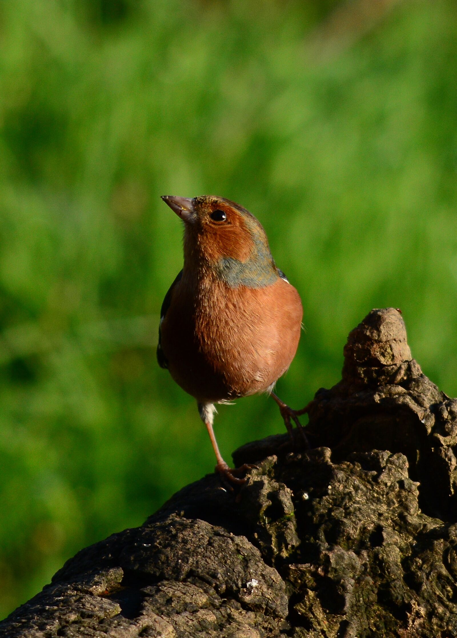 Nikon D7100 sample photo. Chaffinch, bird, nature photography
