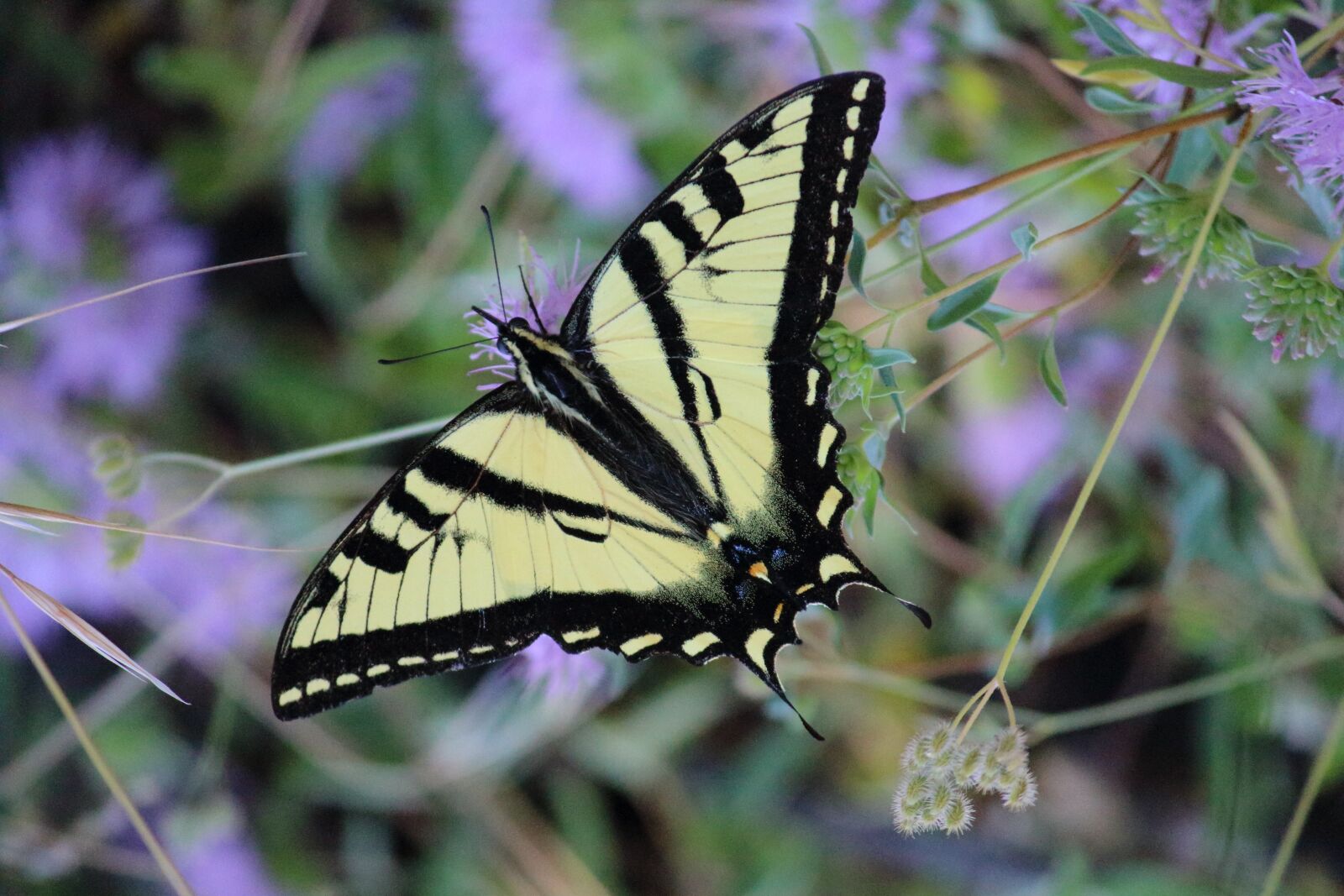 Canon EOS 650D (EOS Rebel T4i / EOS Kiss X6i) sample photo. Swallowtail, butterfly, insect photography